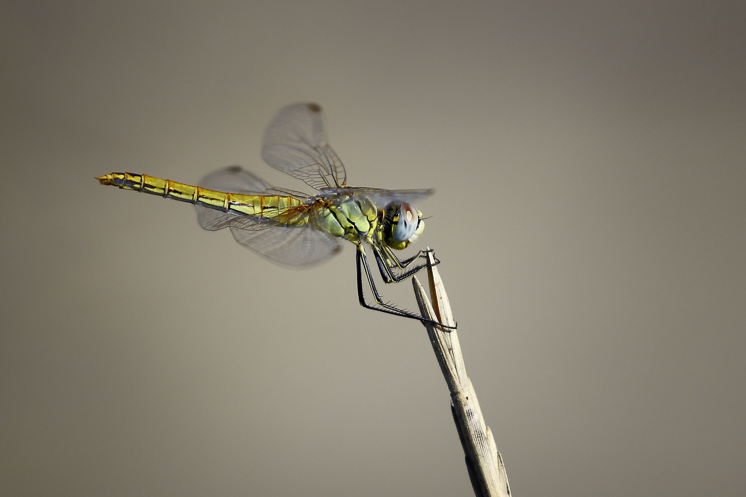 Dragonfly at the beach