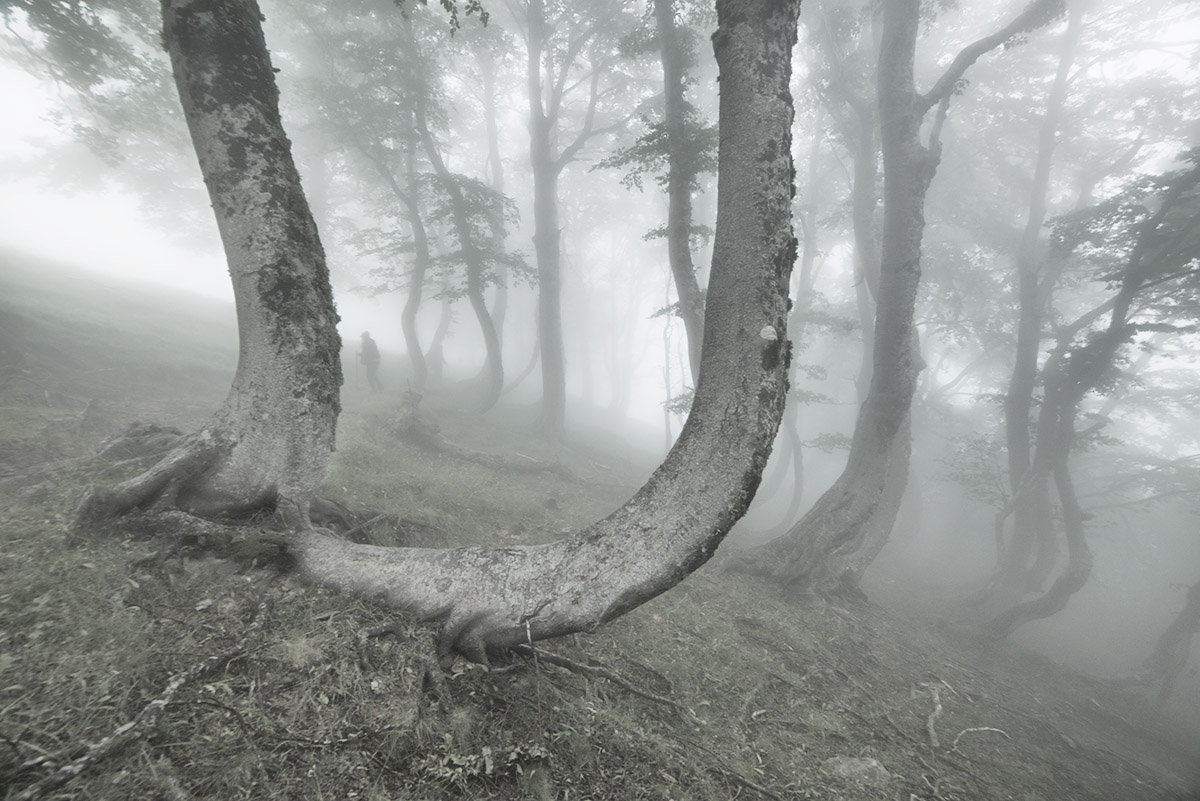 Il segreto del bosco antico.