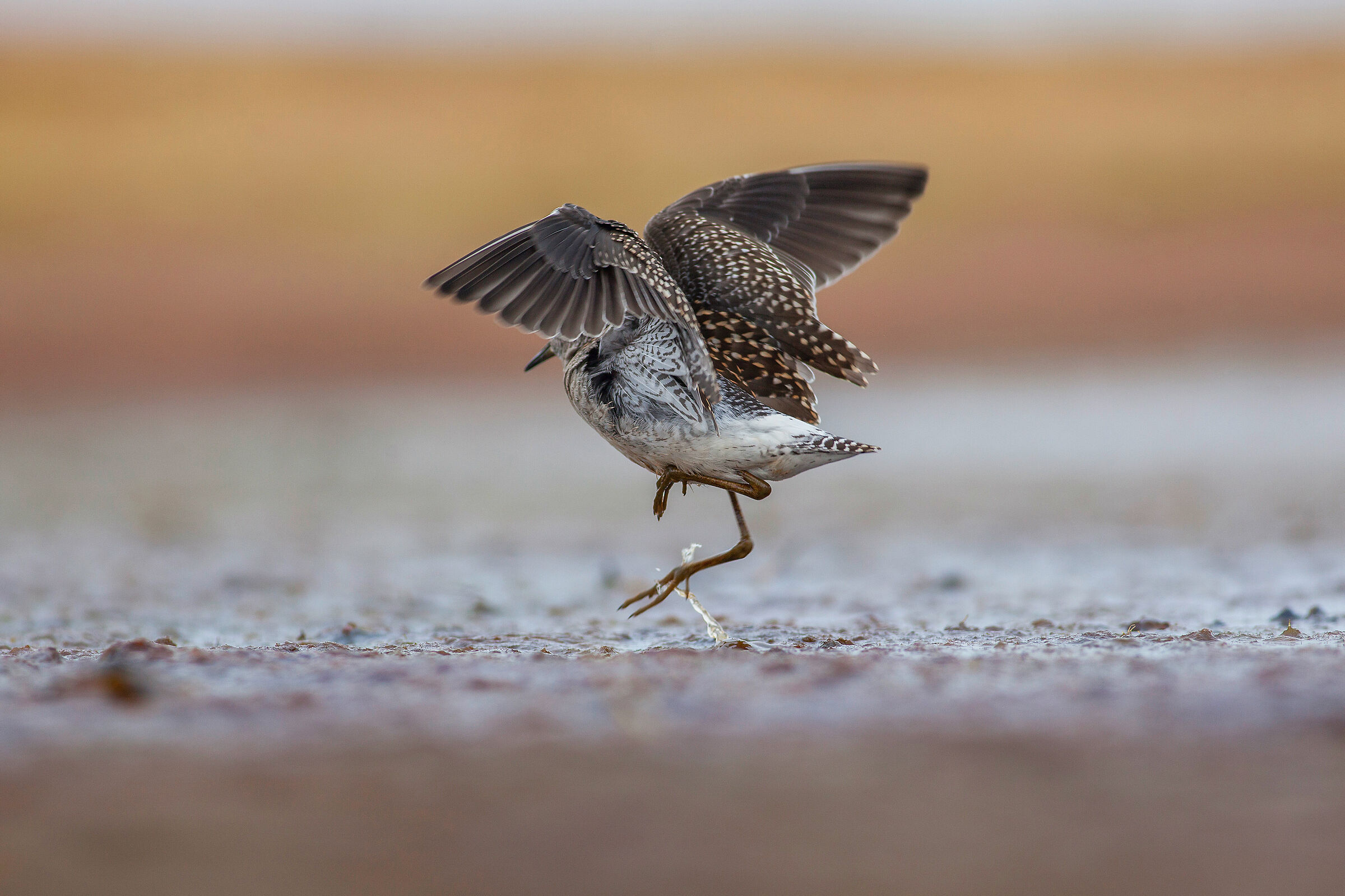 Sandpiper in legno