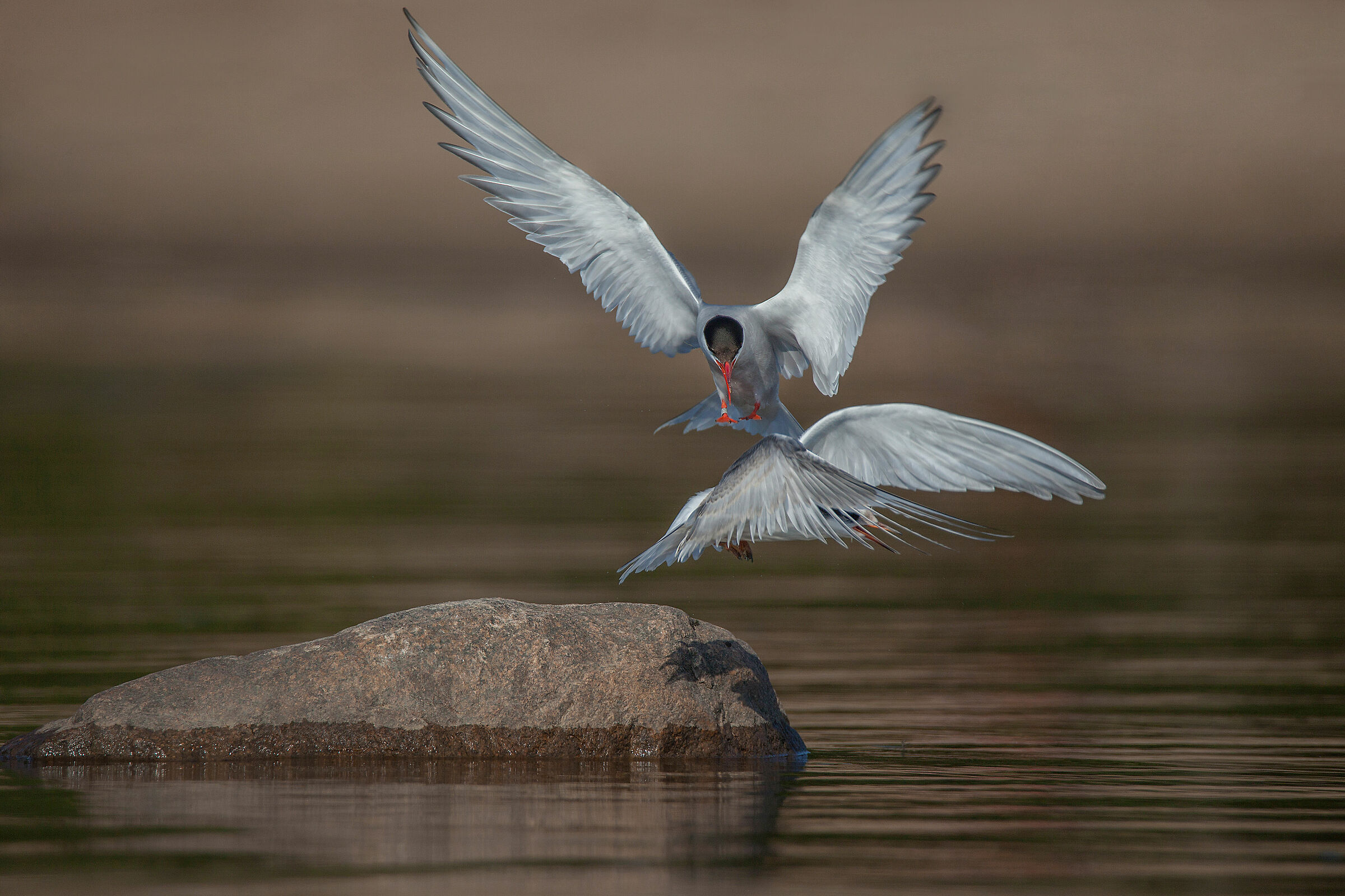 Arctic tern
