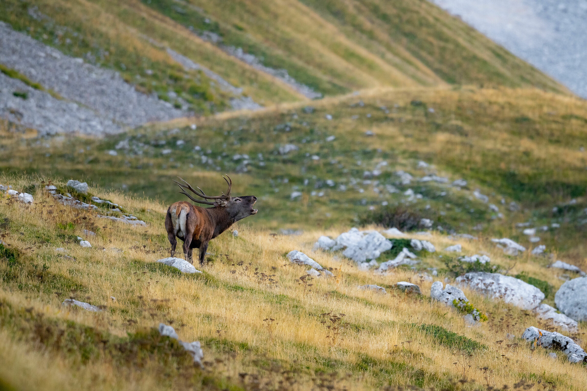 The craving of the noble deer