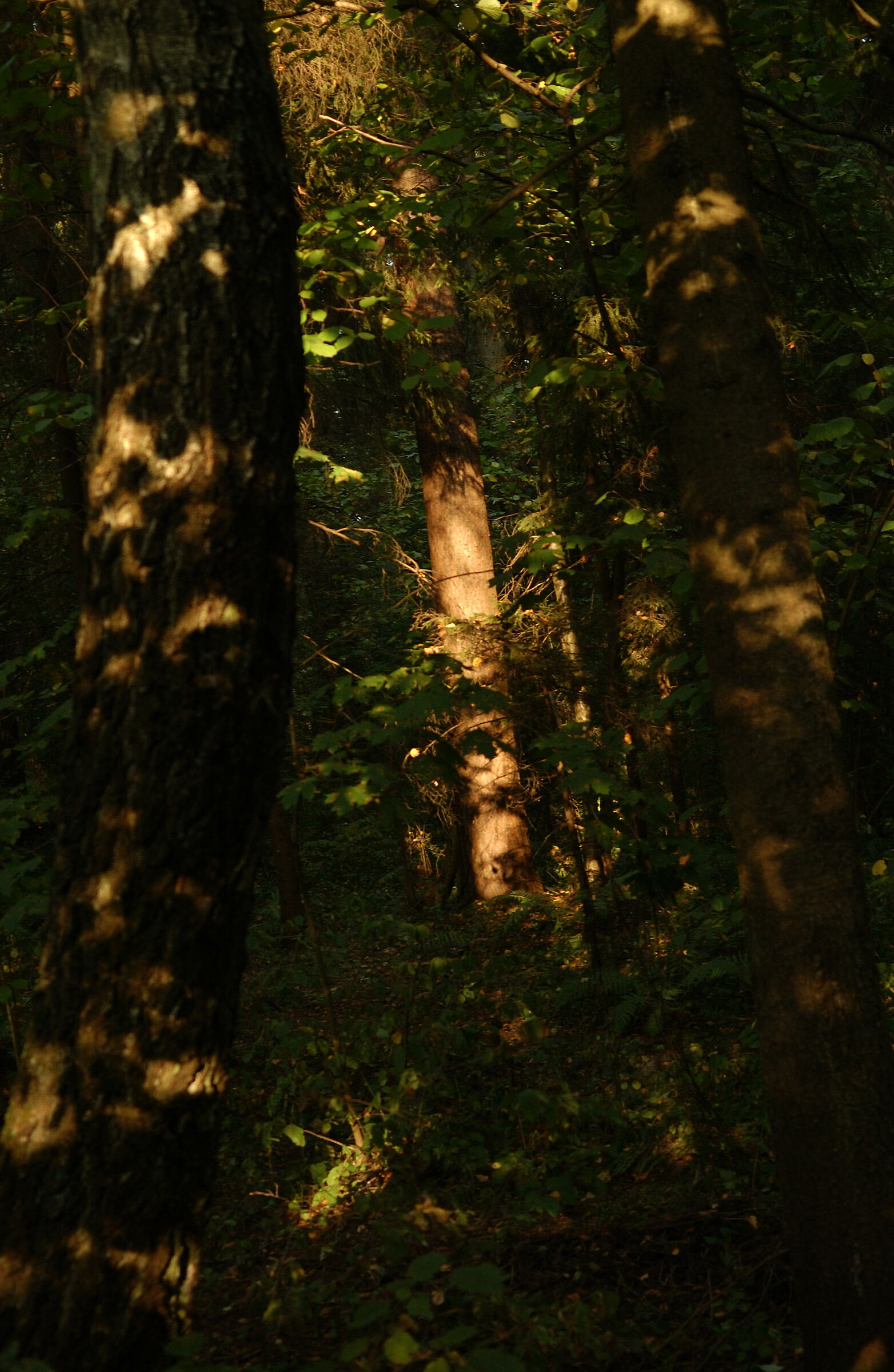 Sole caldo nella foresta