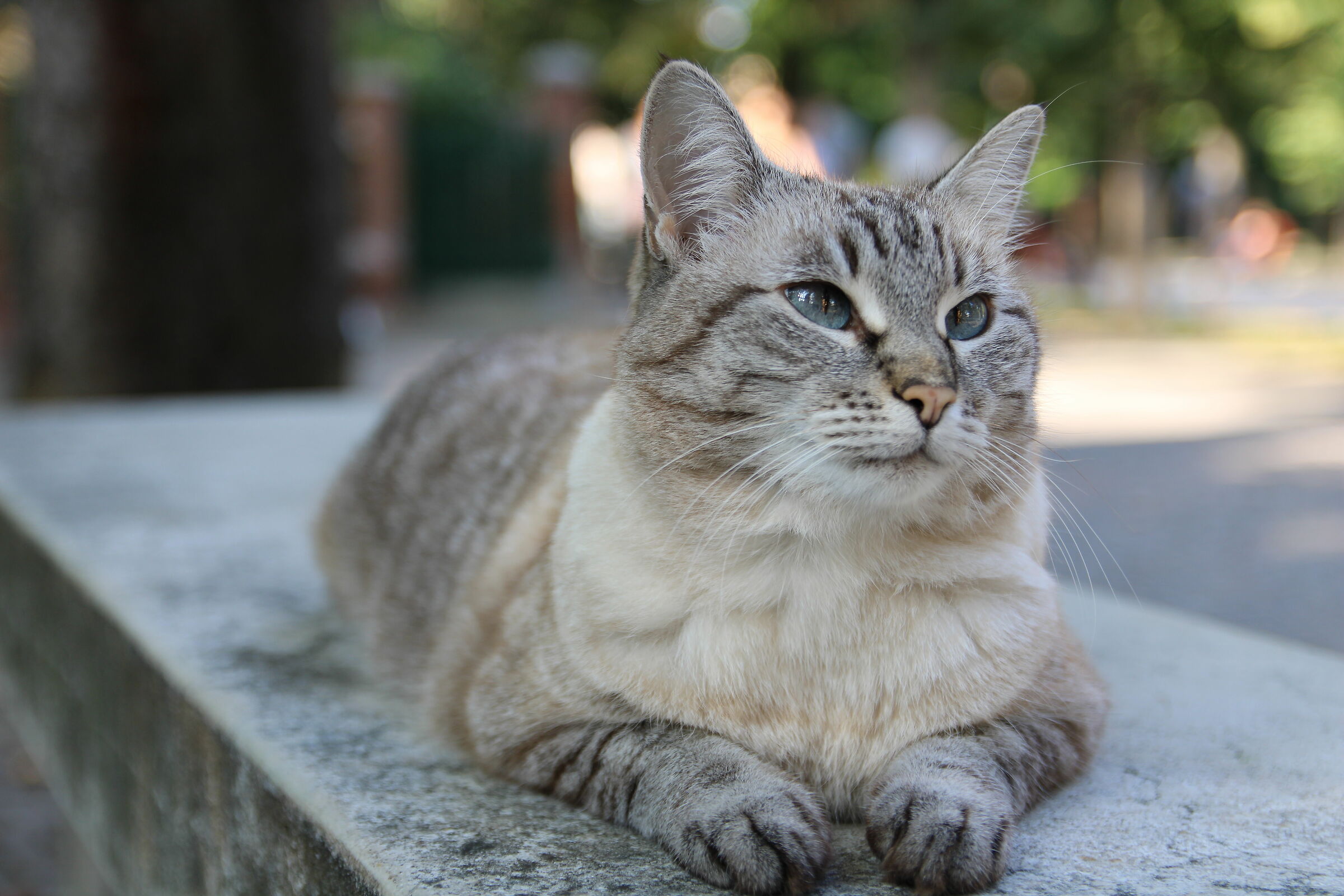 gatto