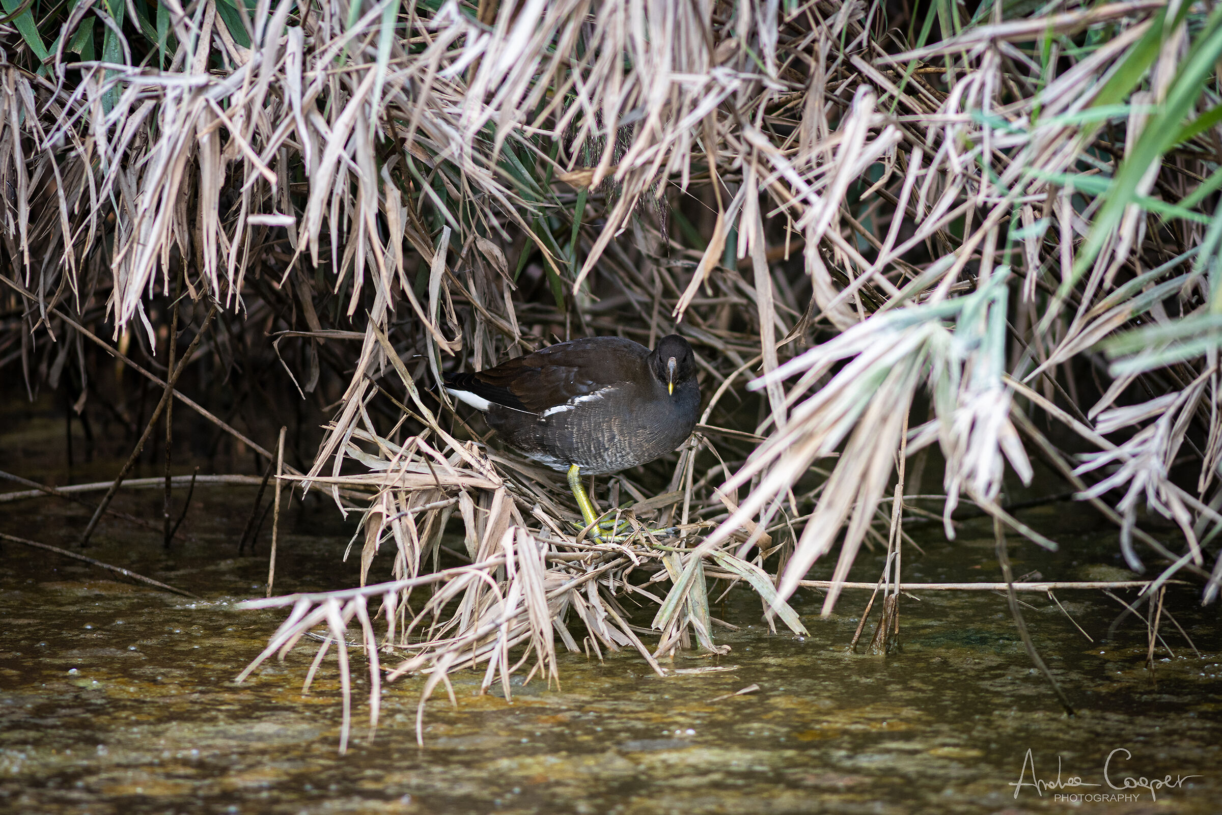 Folaga at the quarry park