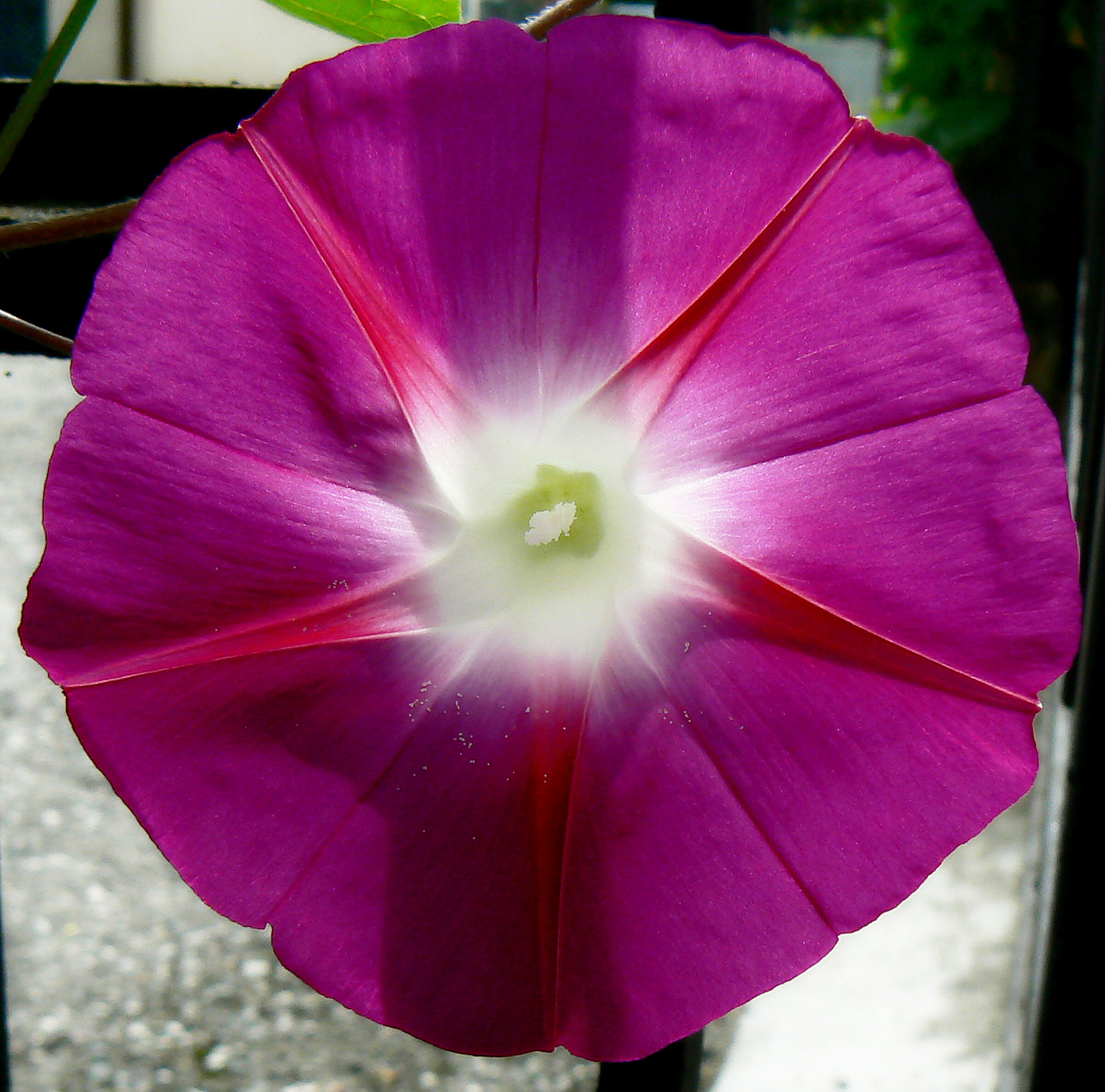 the answer is in the wind........