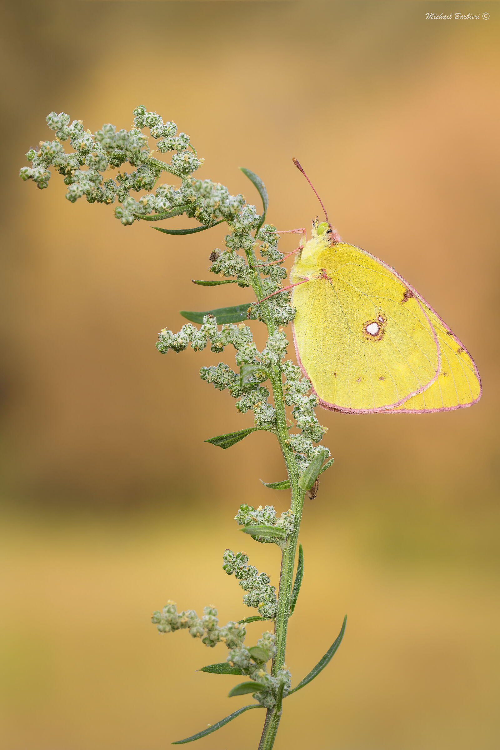 Colias crocea