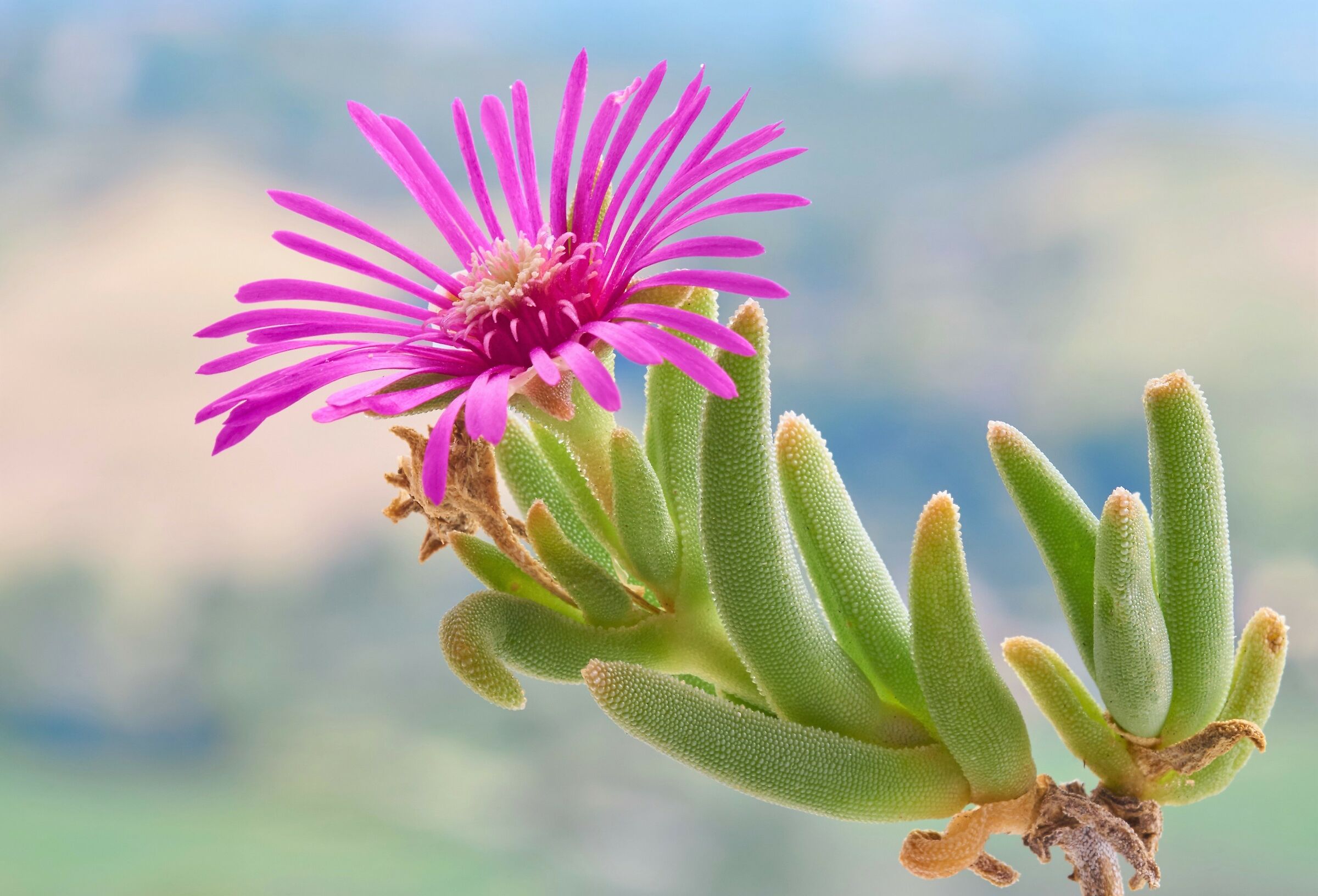 Delosperma co-workers