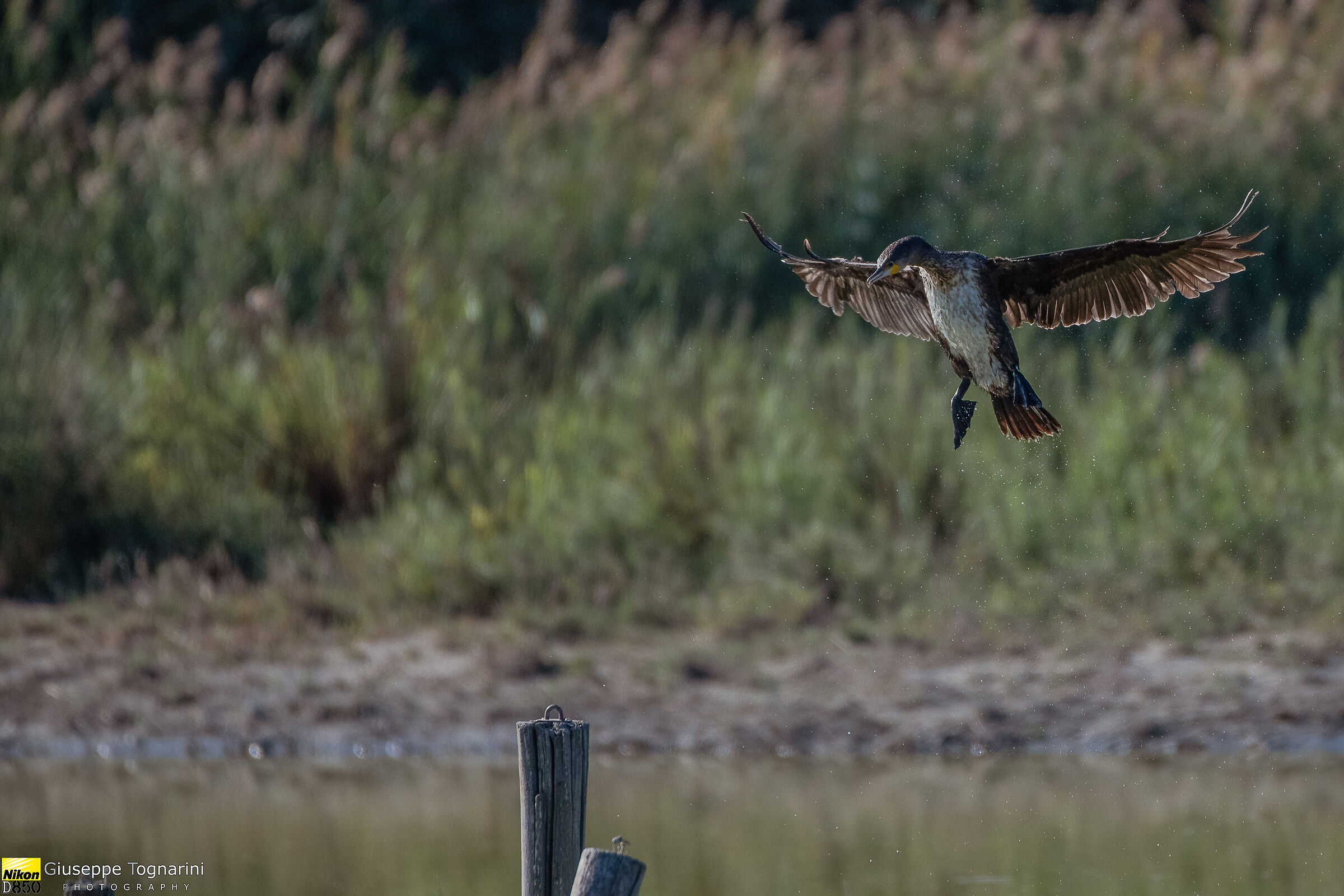 Non devo fallire...(cormorano in atterraggio)