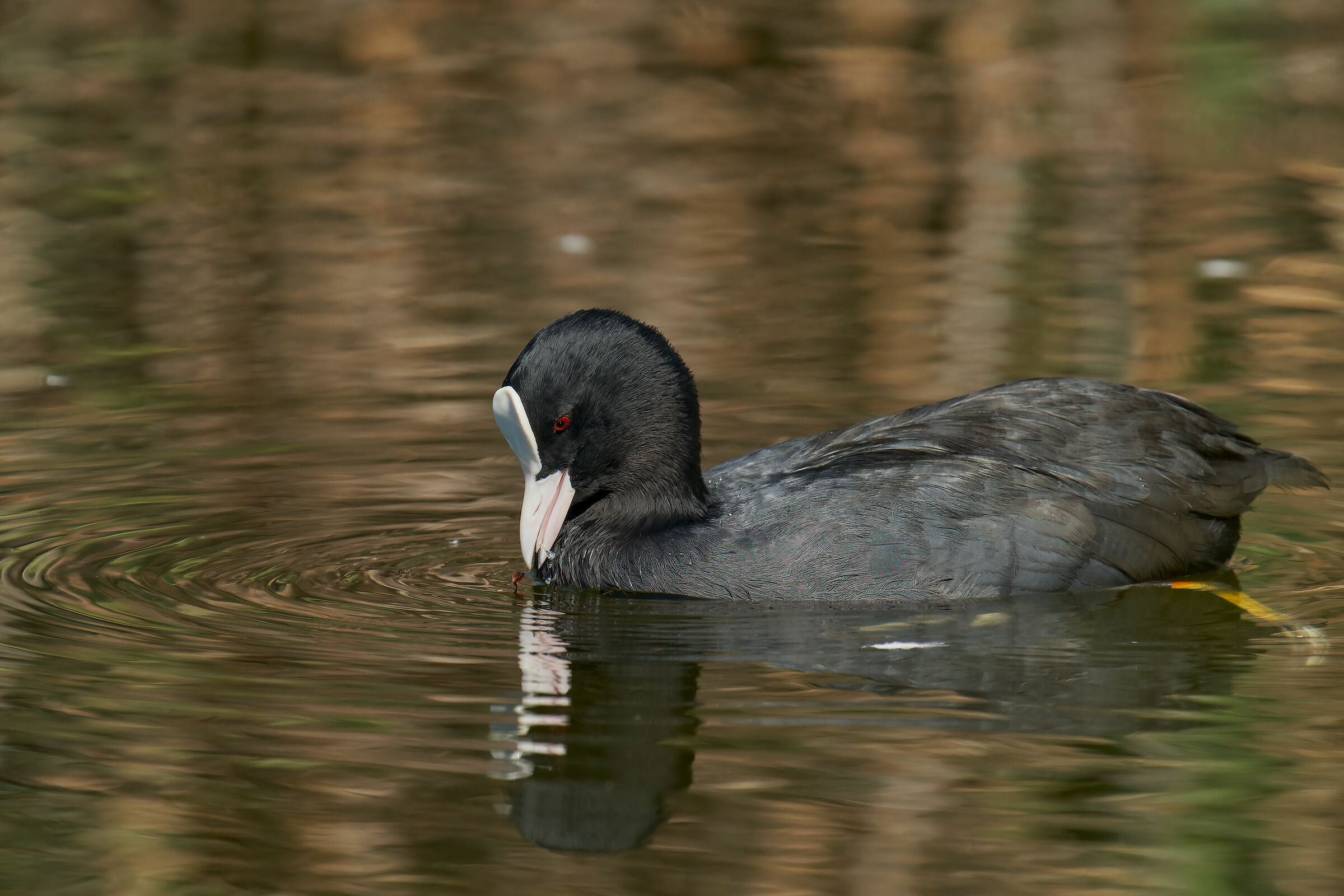 Coot