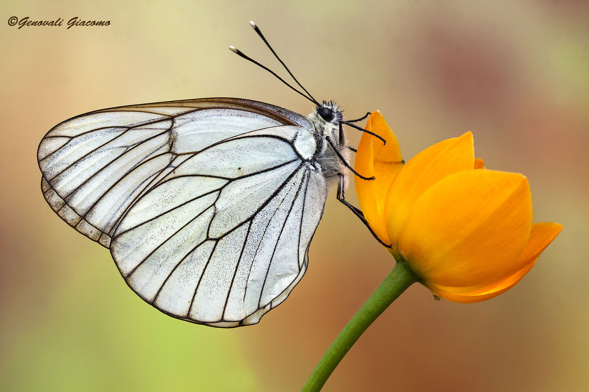 poria di inizio stagione