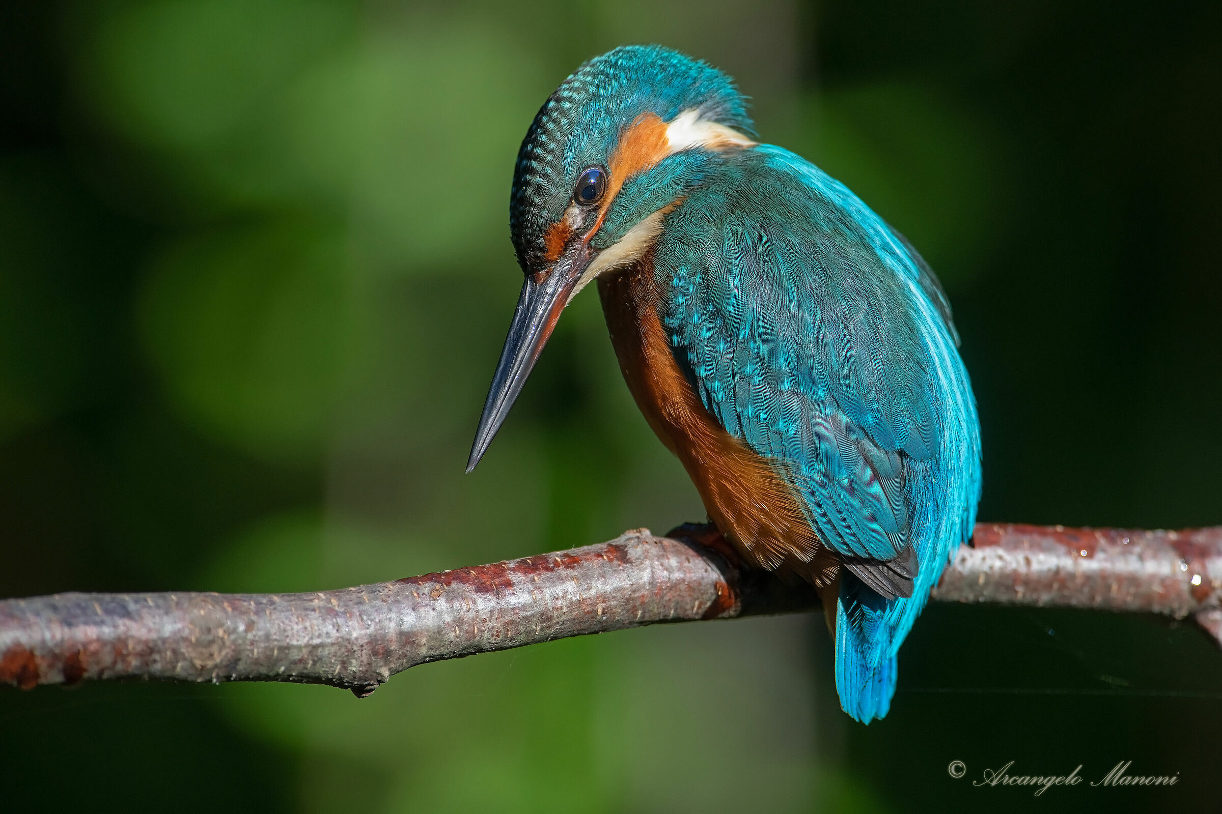 The indefatigable fisherman