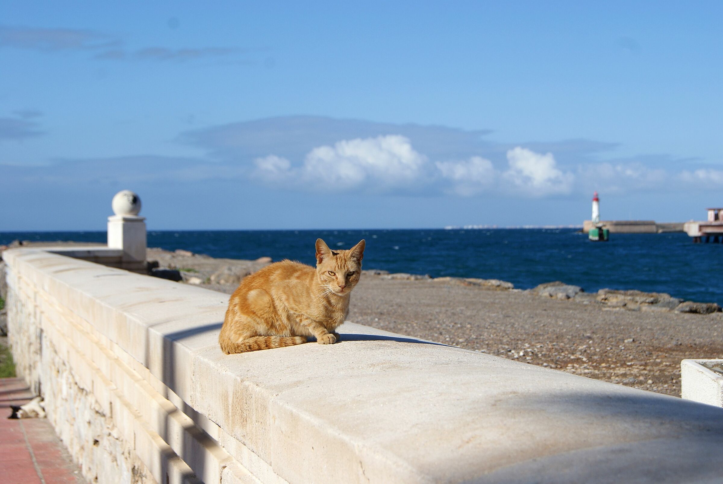 The cat of "Almeida"
