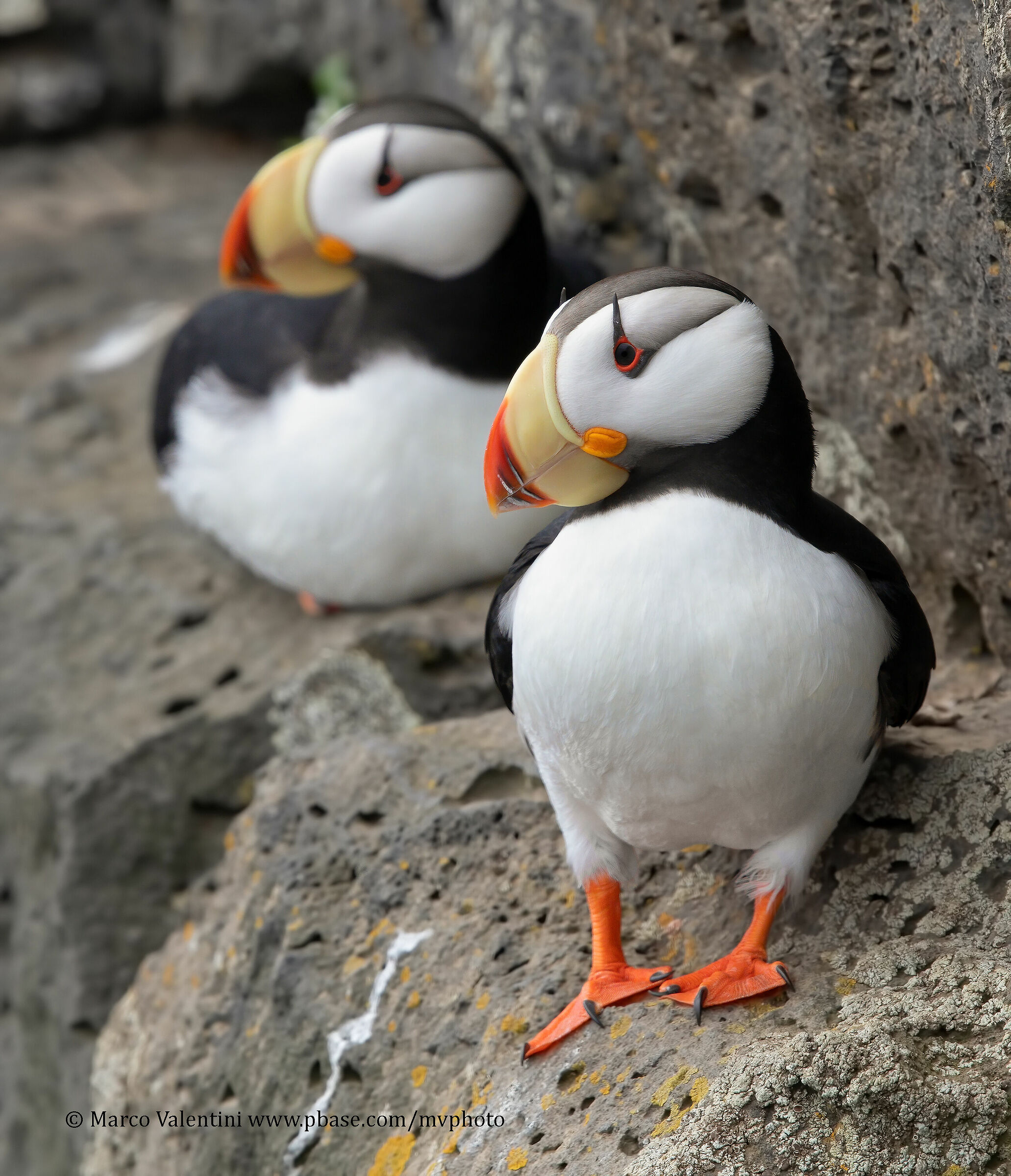 Horned puffin