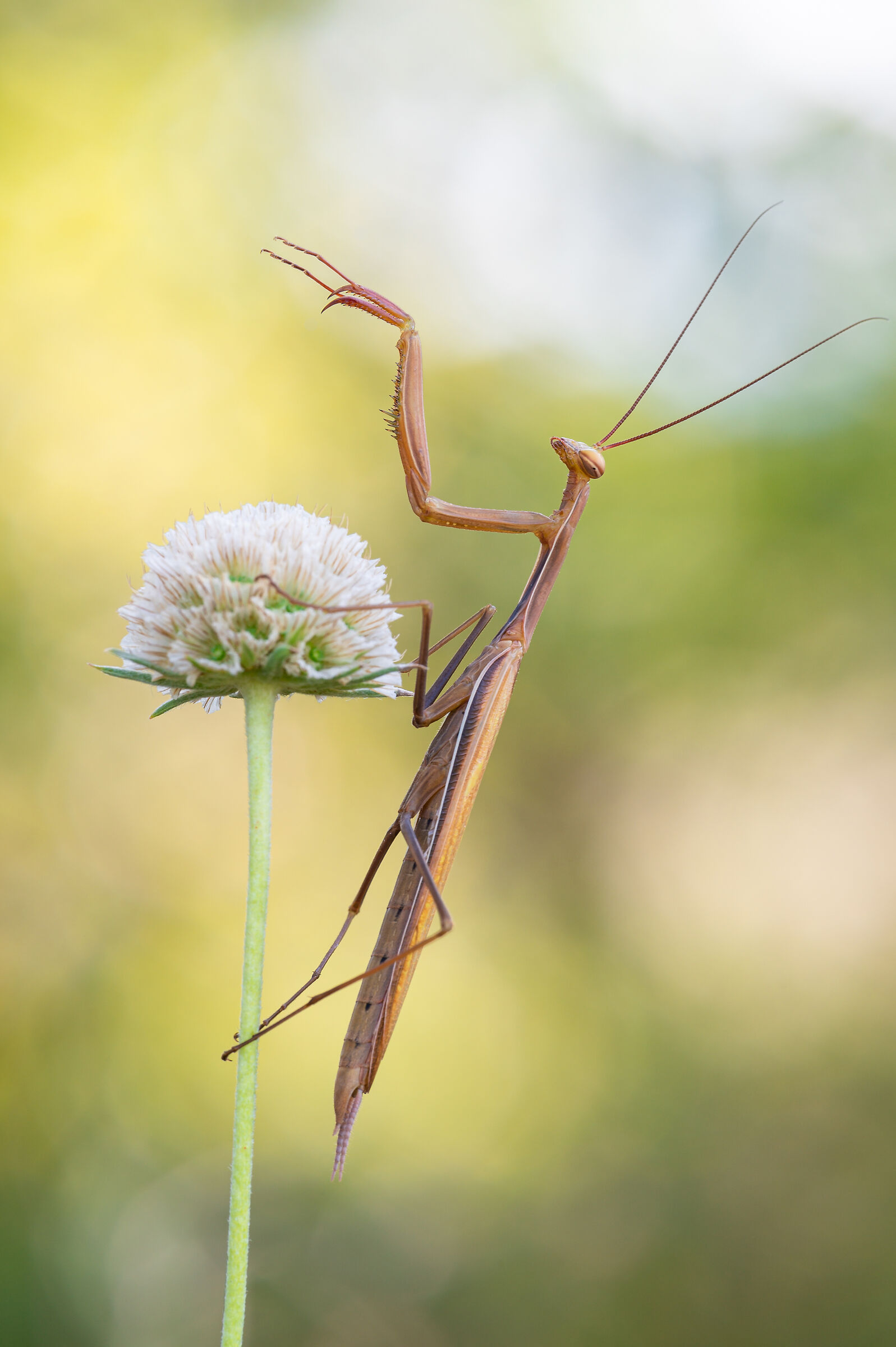 Ta...ta...ta...taaan !!!