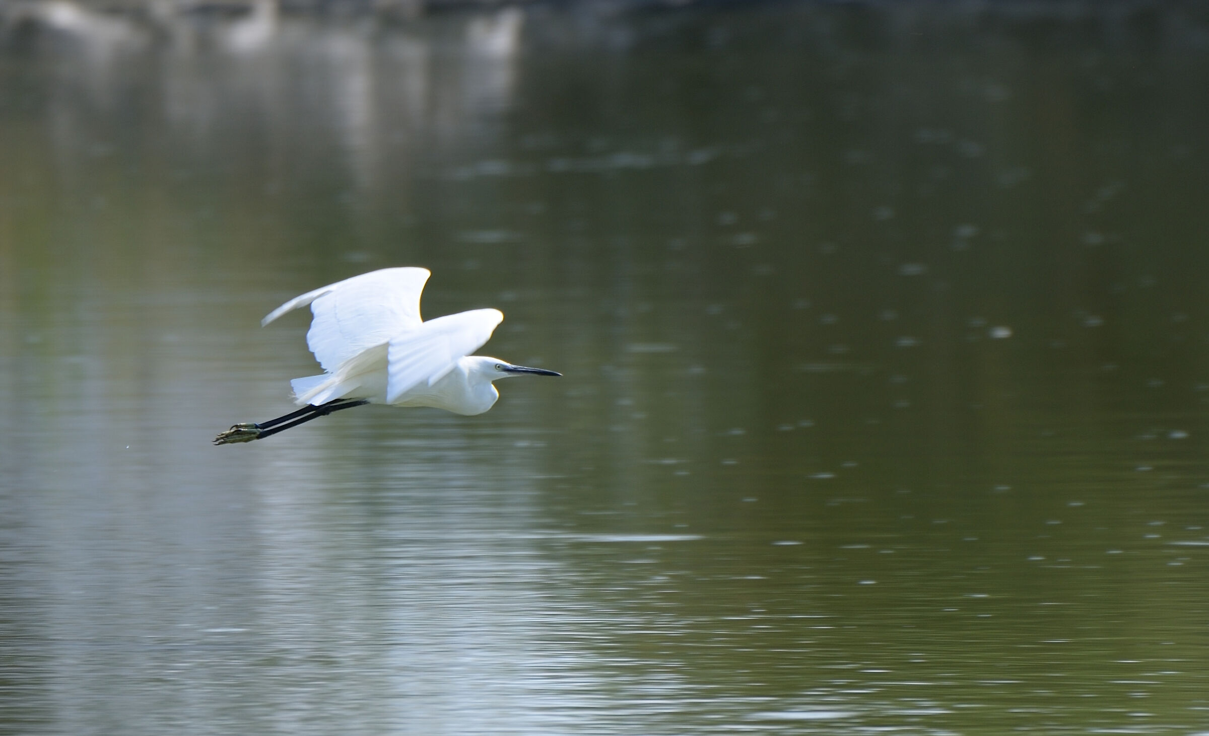 Egretta Garzetta in volo