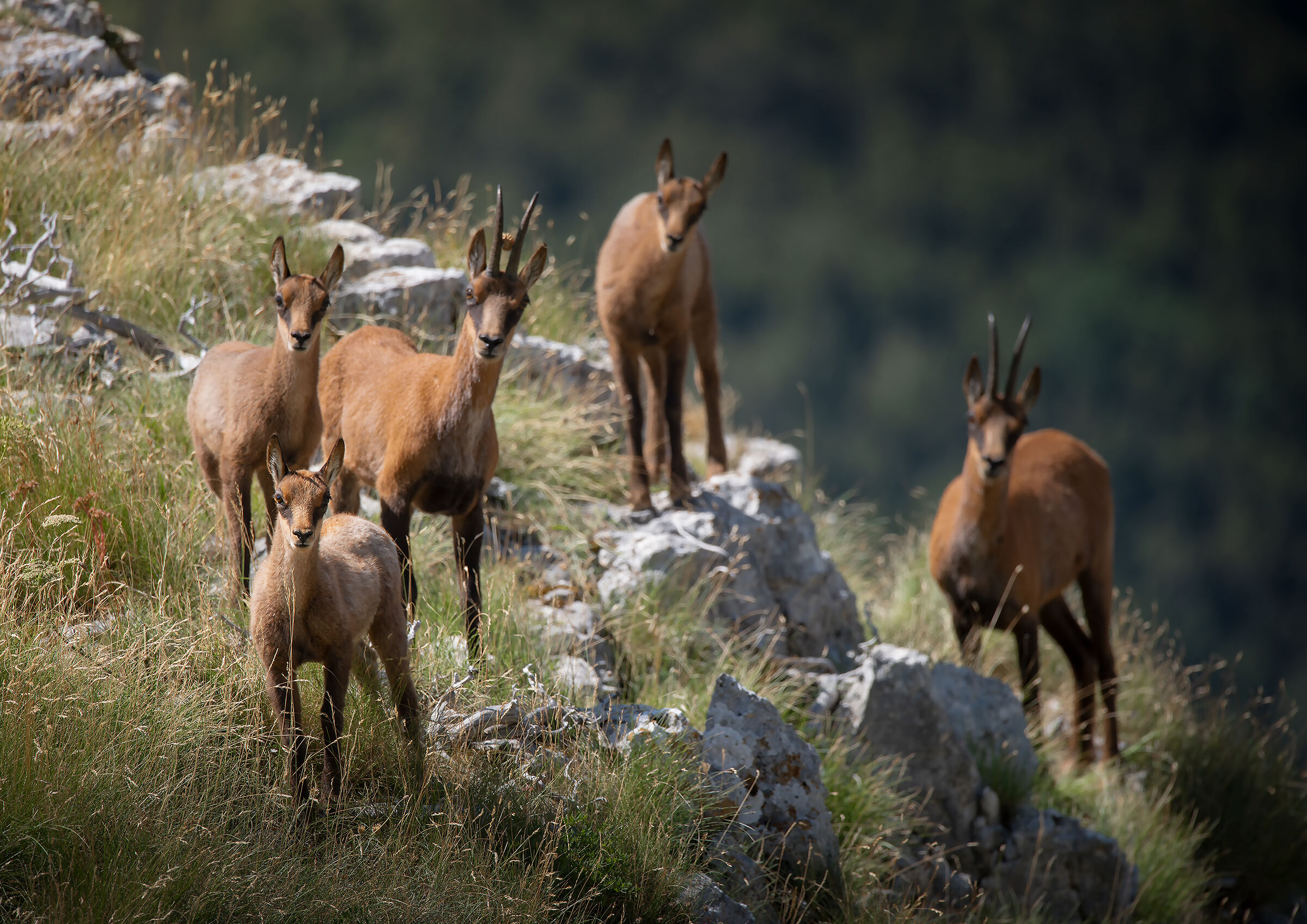 il più piccolo, il più impavido