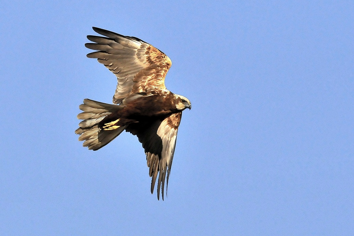 falco di palude