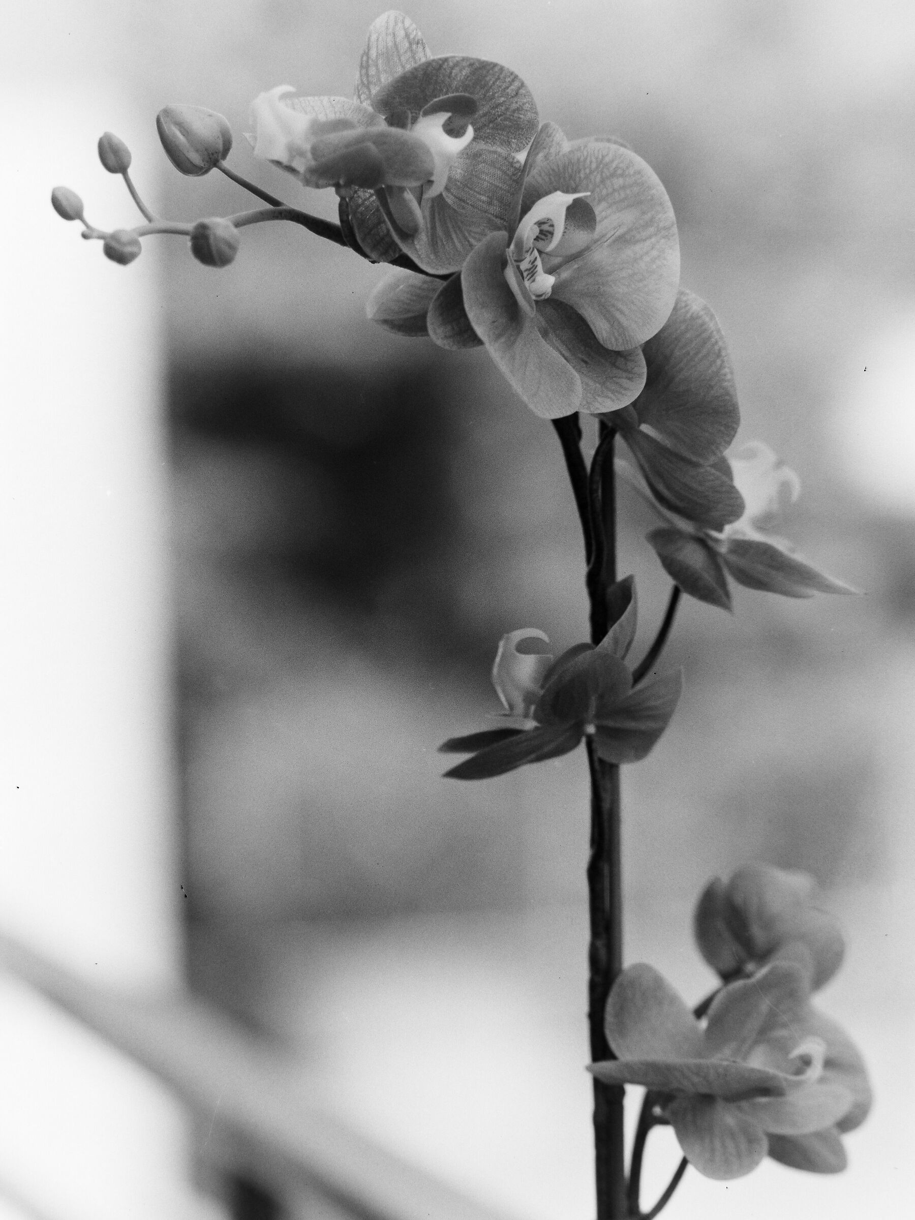 Linhof supertechnika 4x5 test