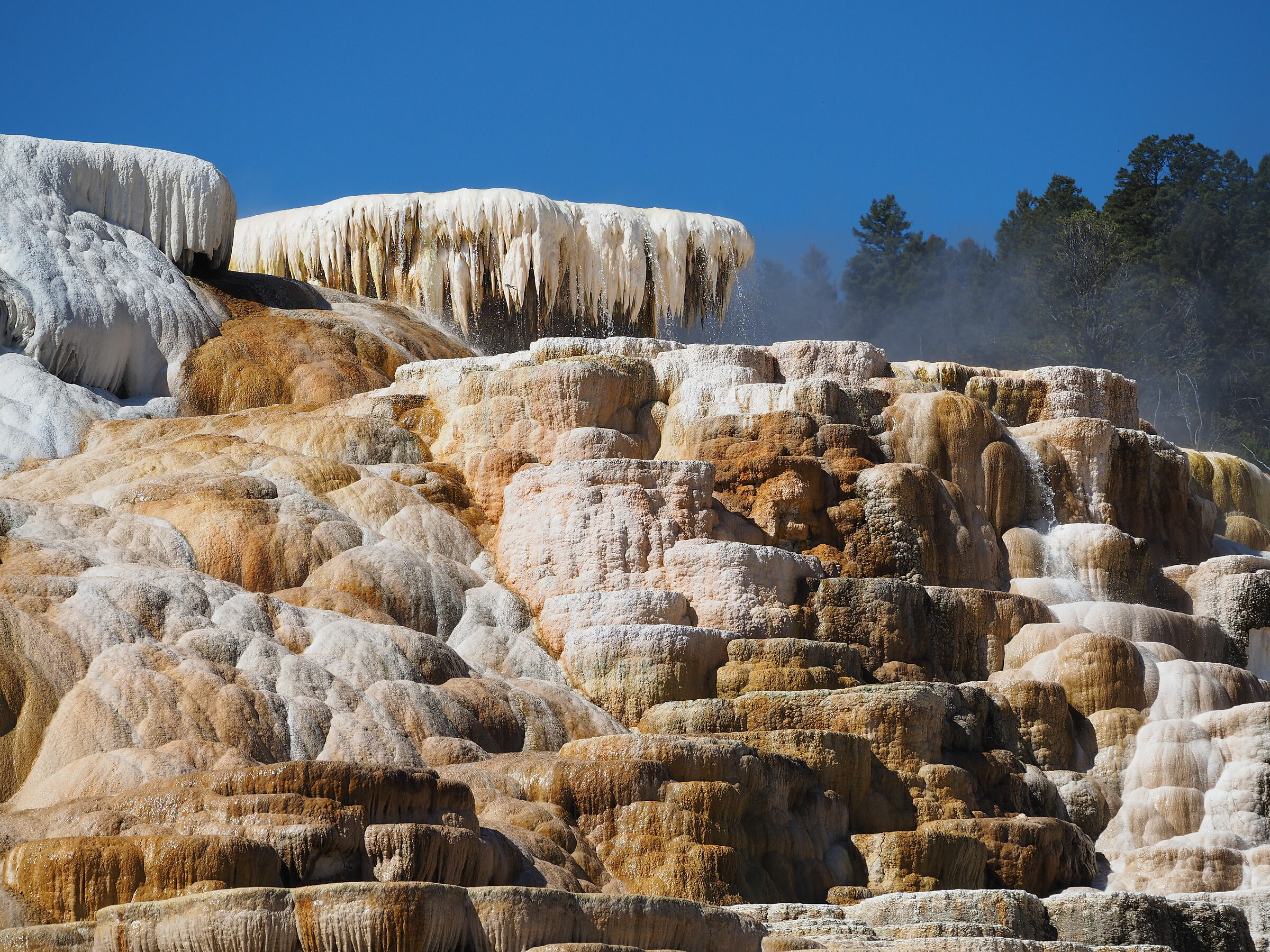 Yellowstone - Mammoth hot springs