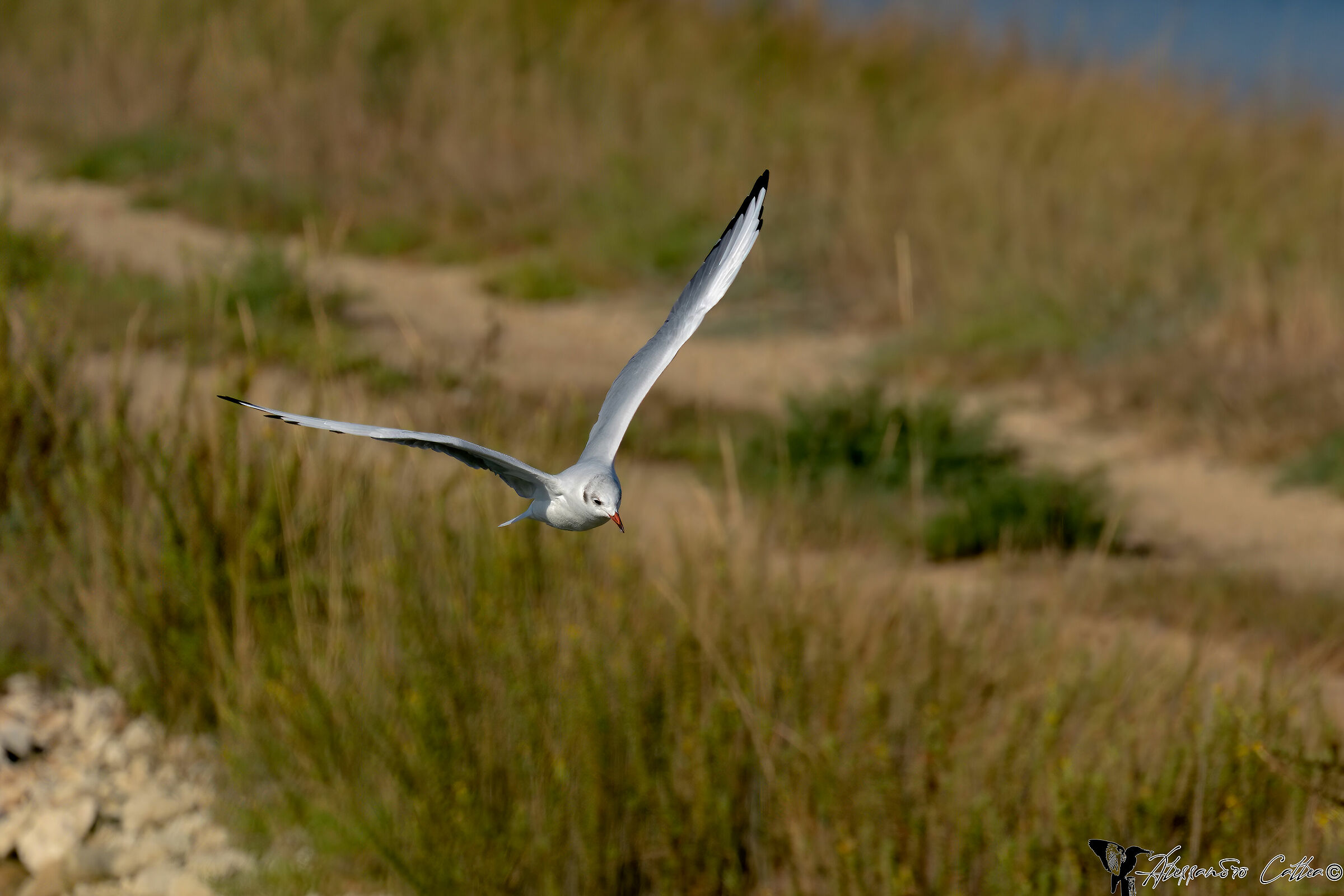 I'd like two glider wings...
