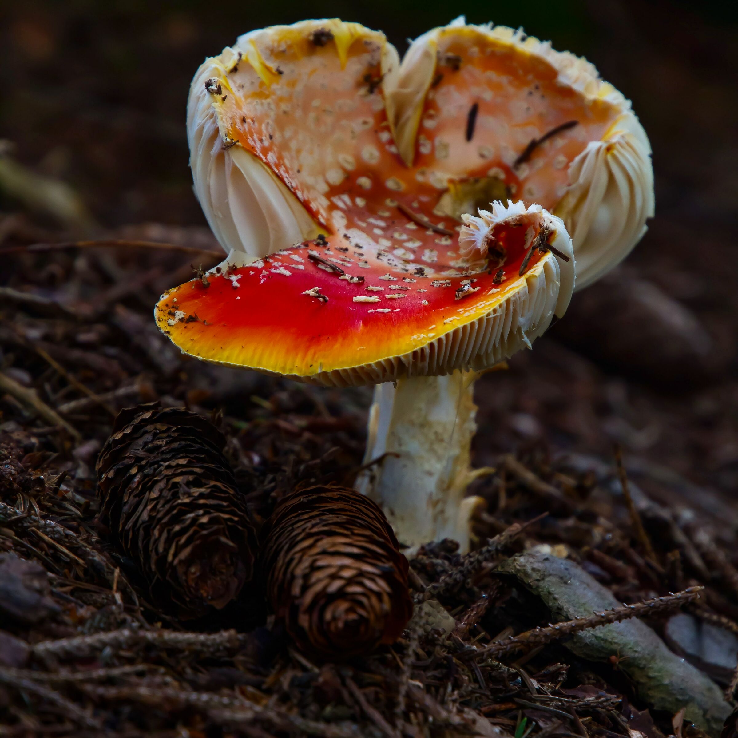 The colors of autumn 1