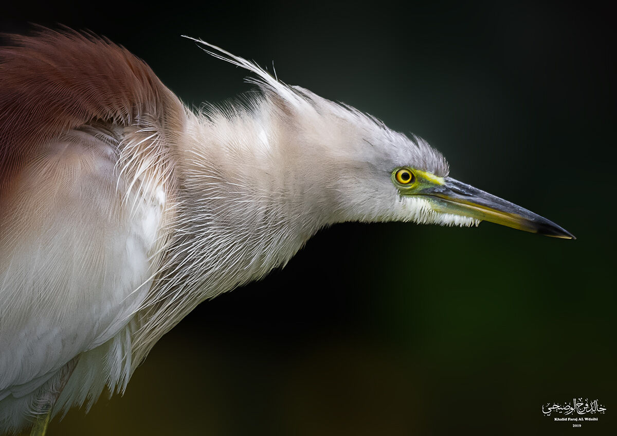 Stagno indiano Heron