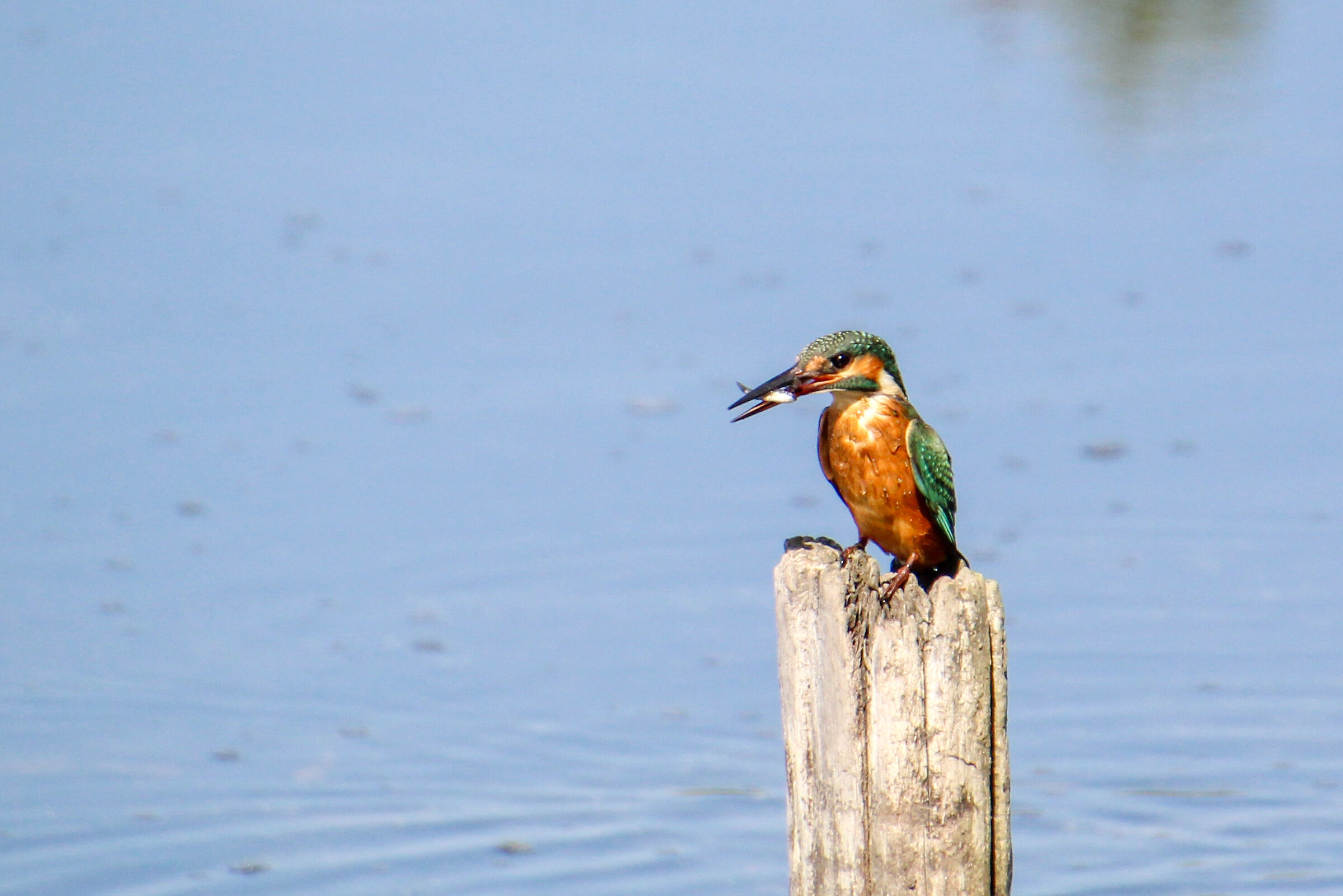 Kingfisher
