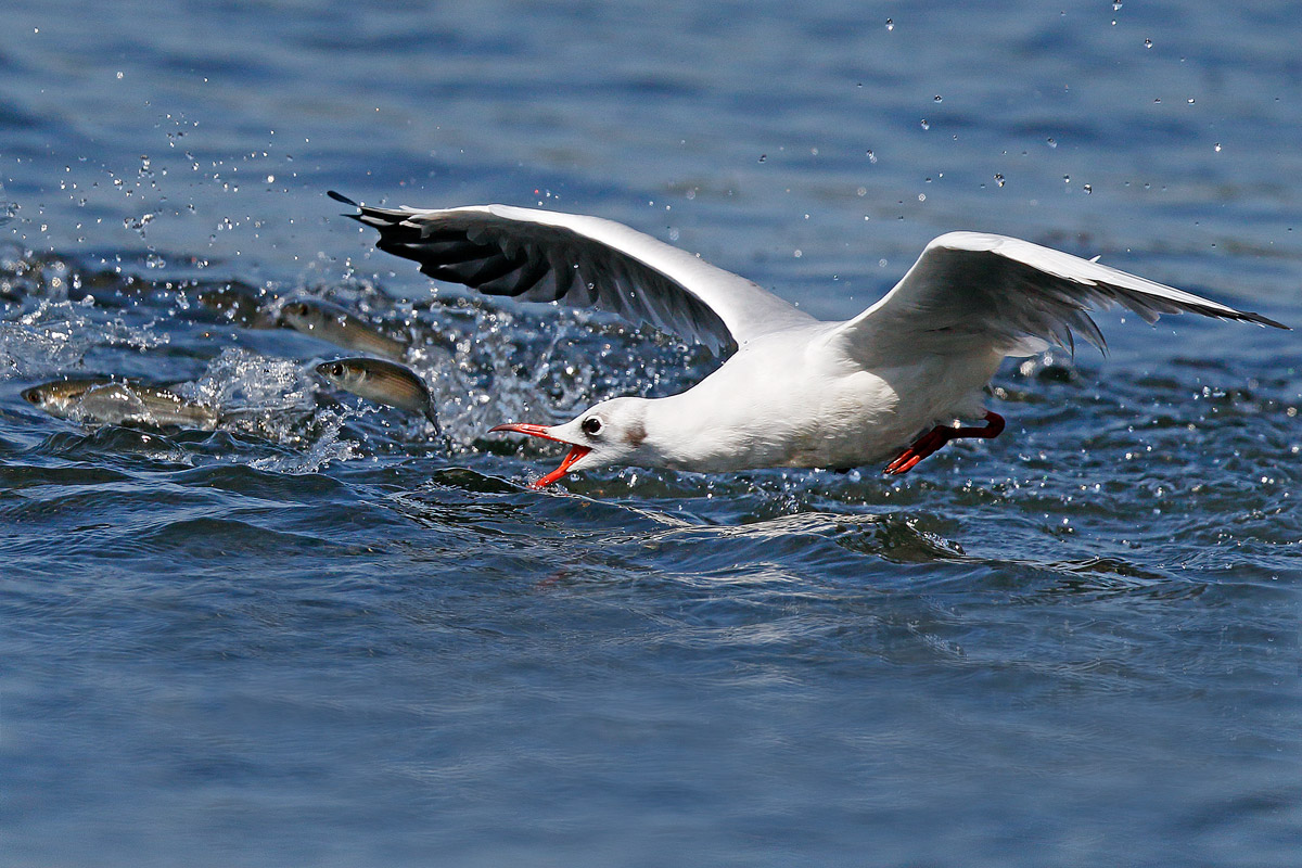 Common seagull in the shape of scissors beak
