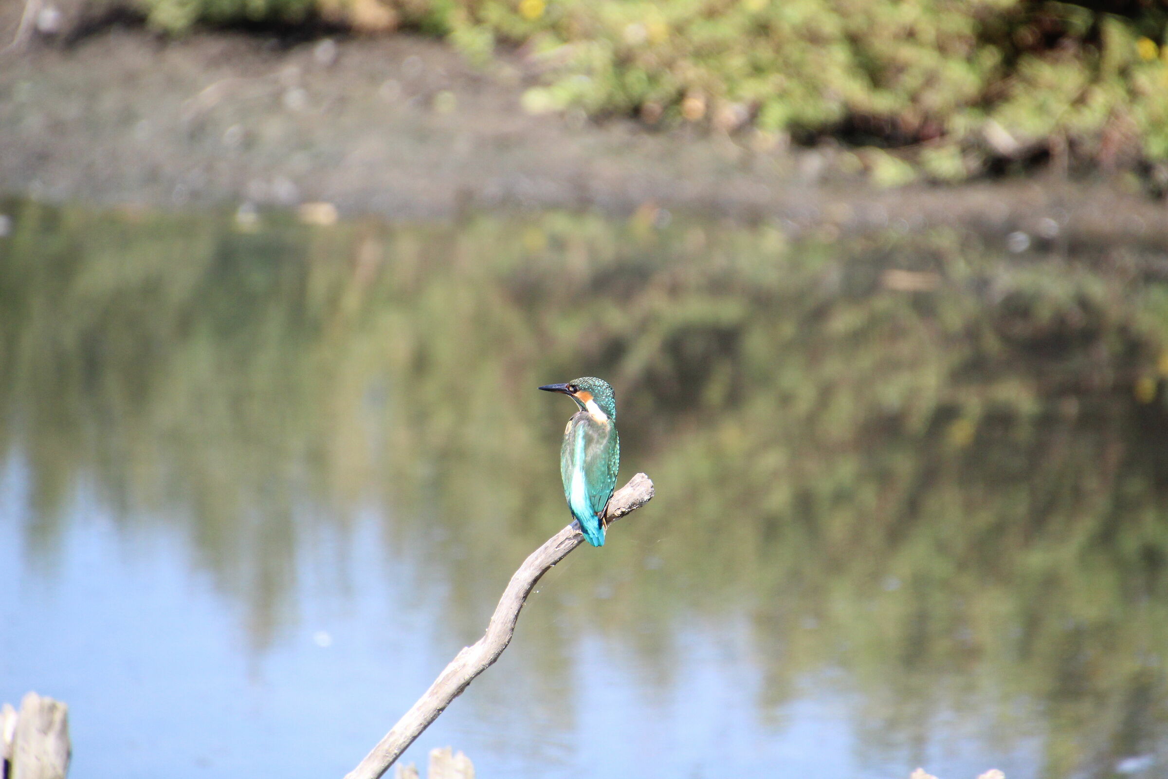 Kingfisher