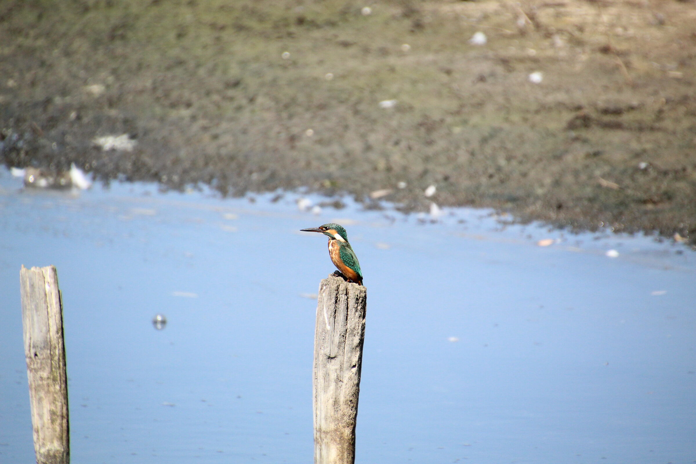 Kingfisher