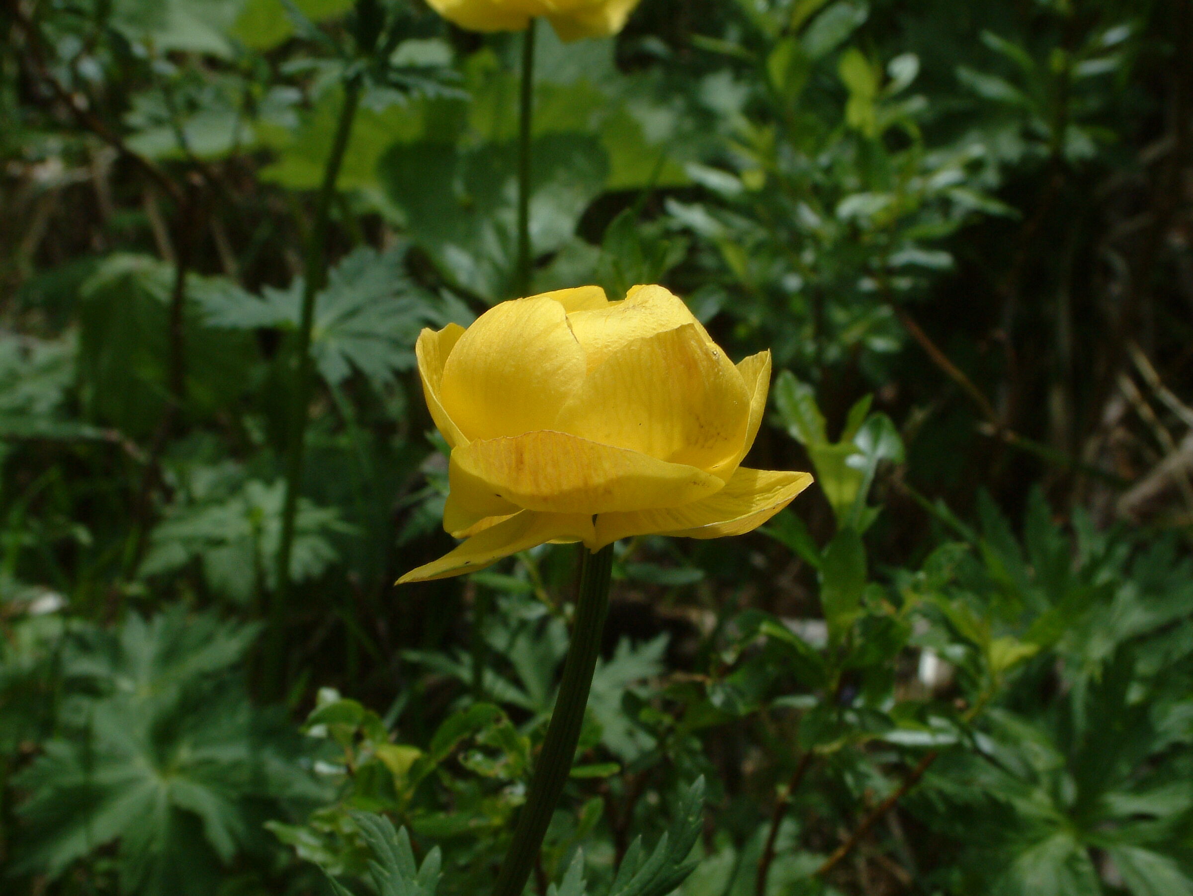 trollius europaeus (golden botton)