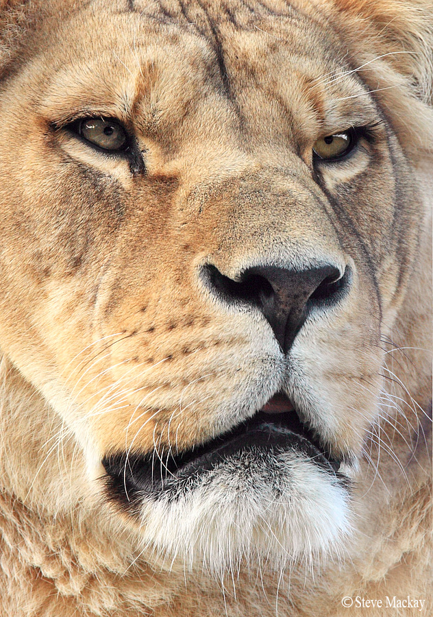 Lioness