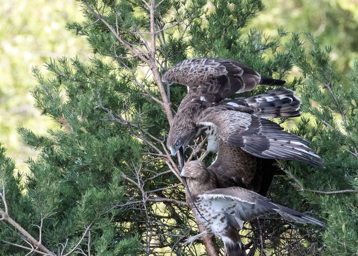 Bianconi, prey delivery.