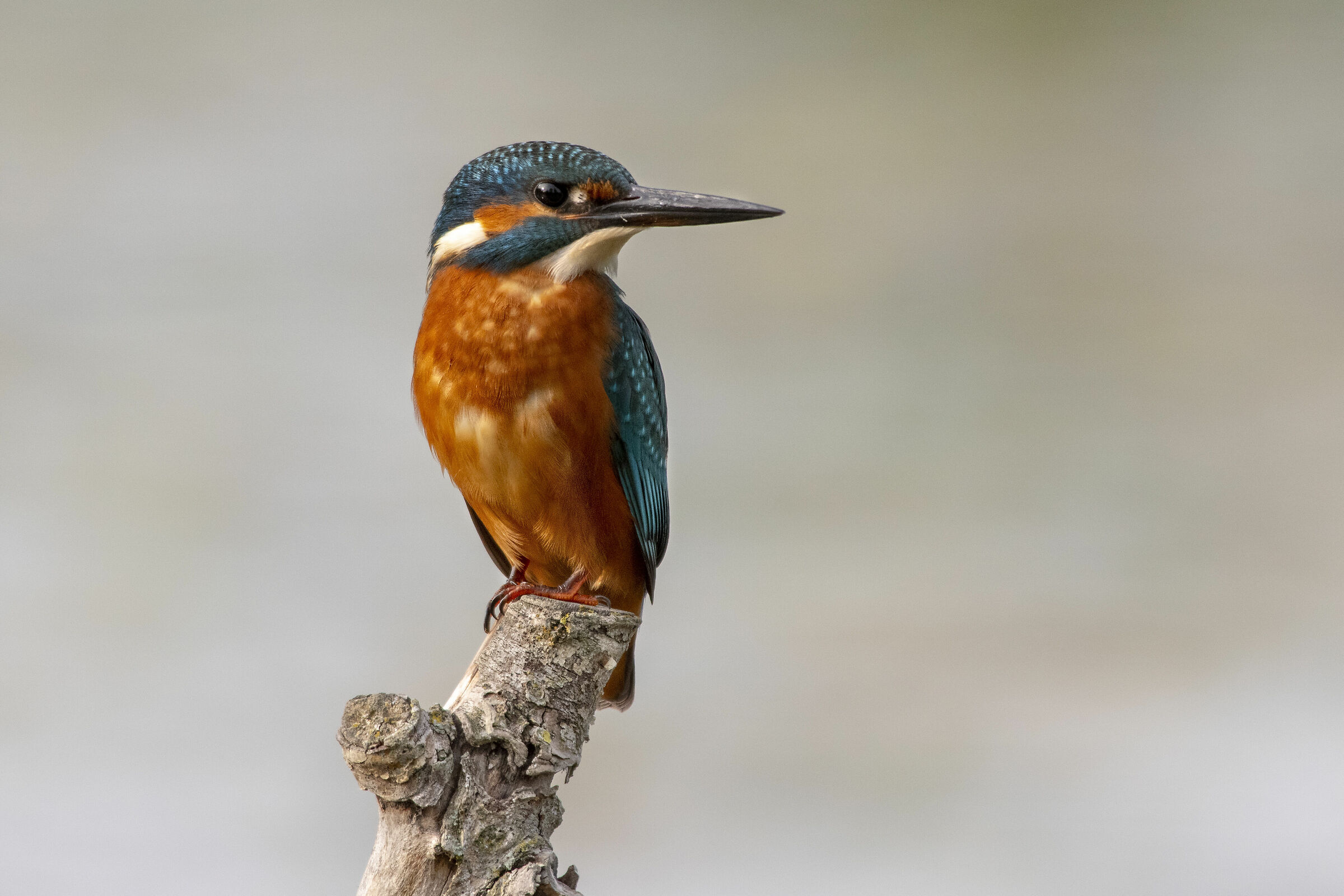 Il martino è sempre bello