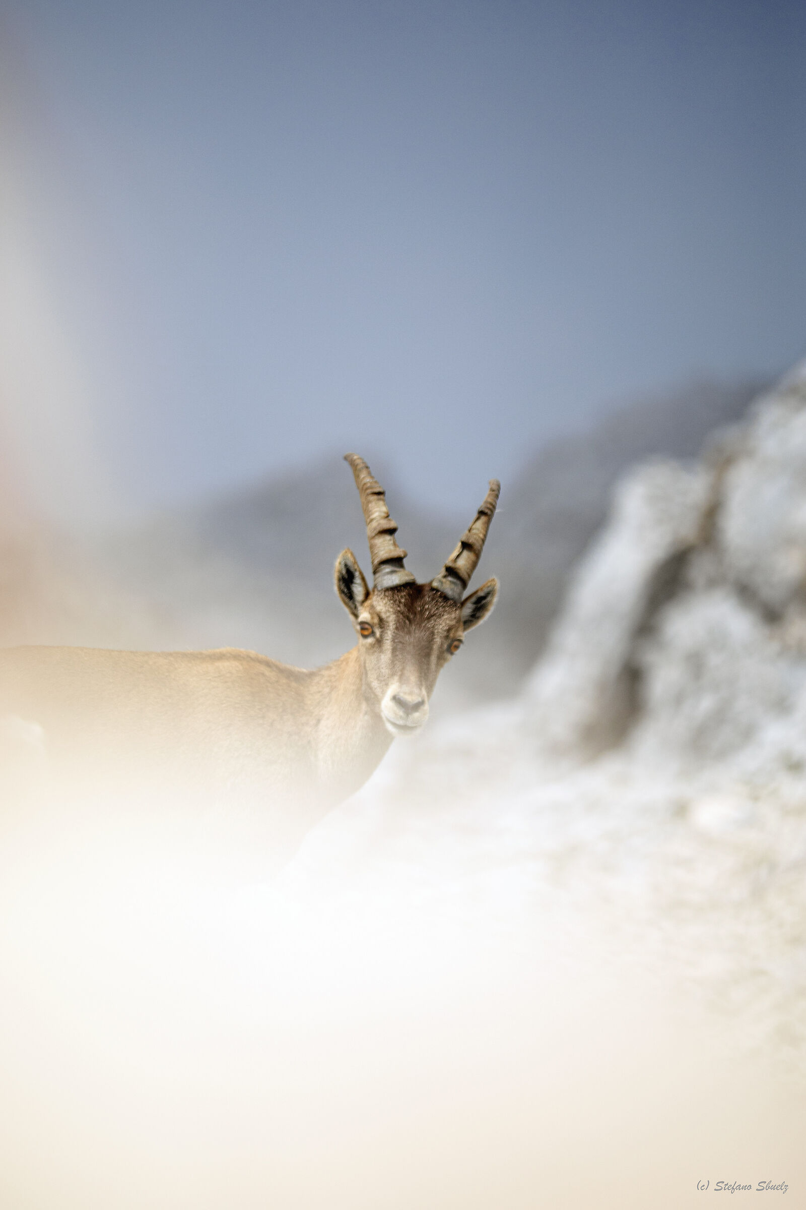 Capra Ibex