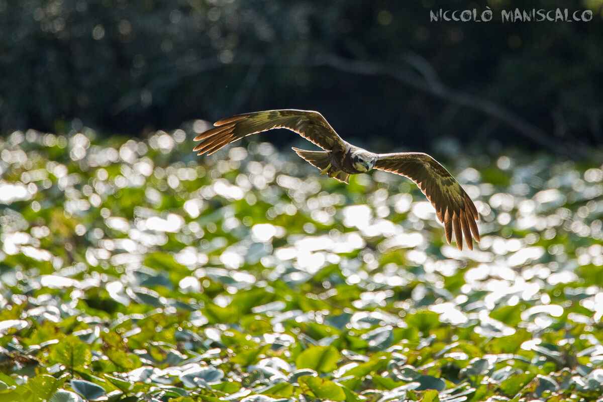 The falcon in the backlight