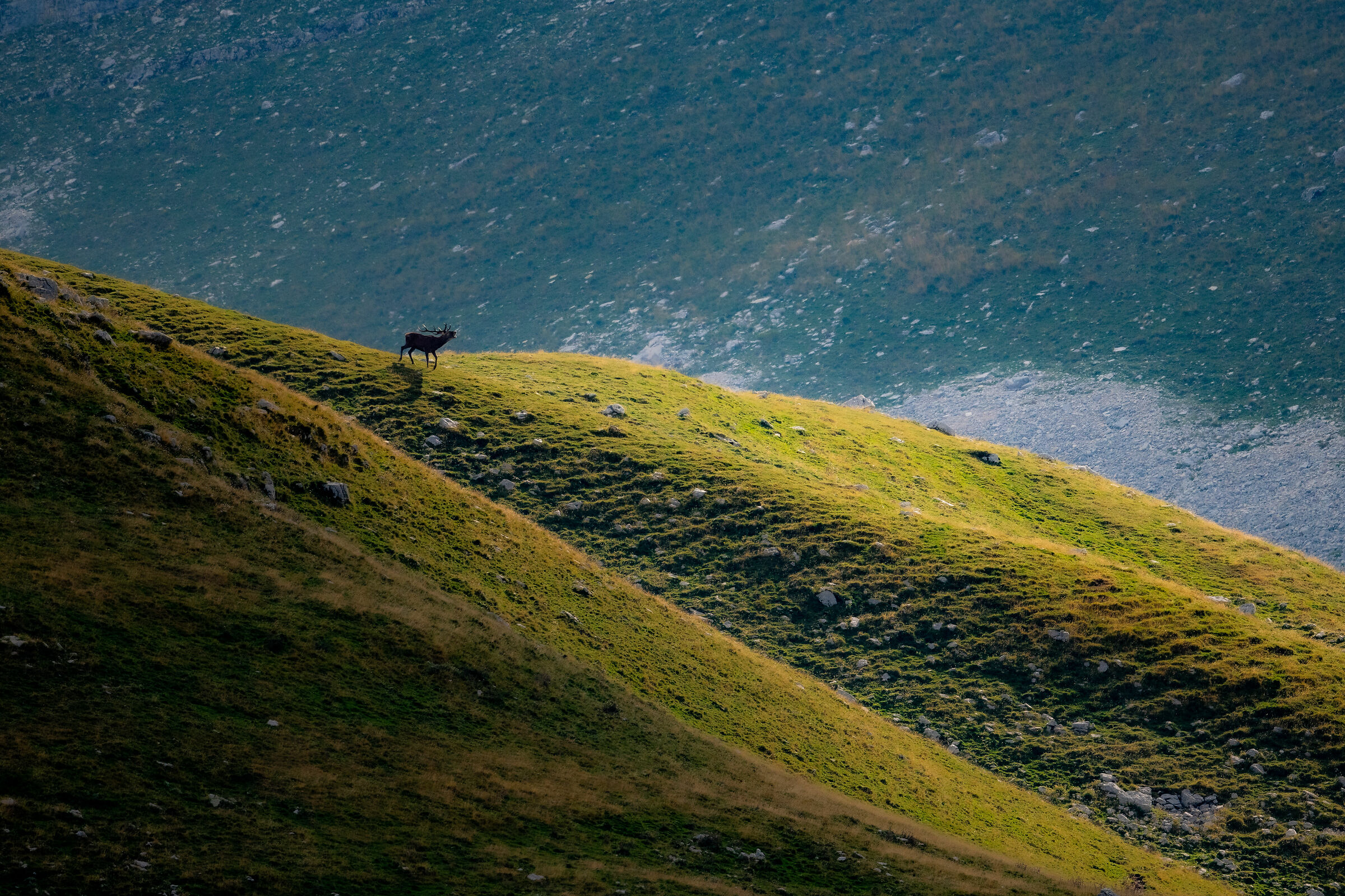 The craving of the noble deer