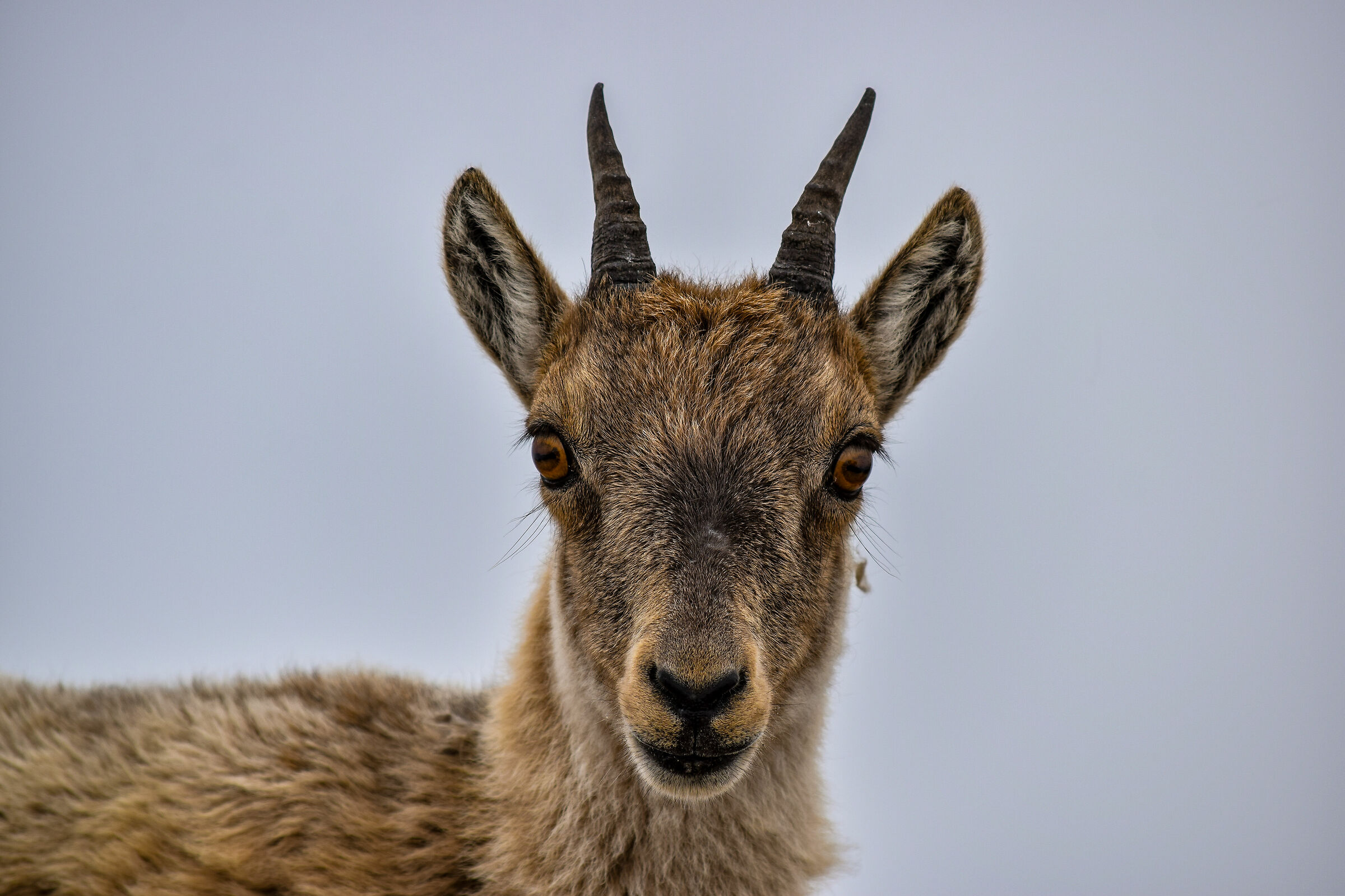 Portrait of a young ibex female