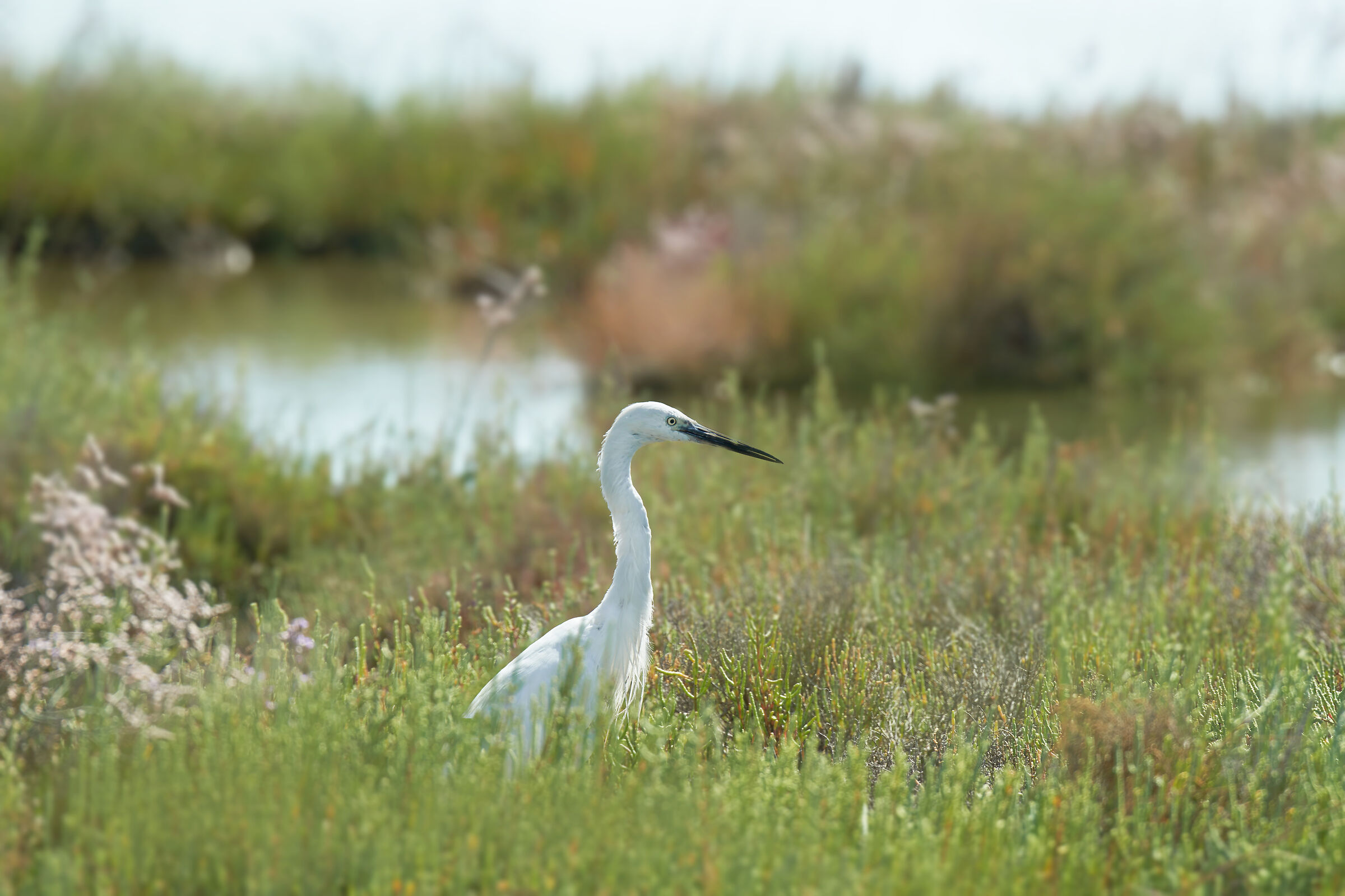 WHITE HERON