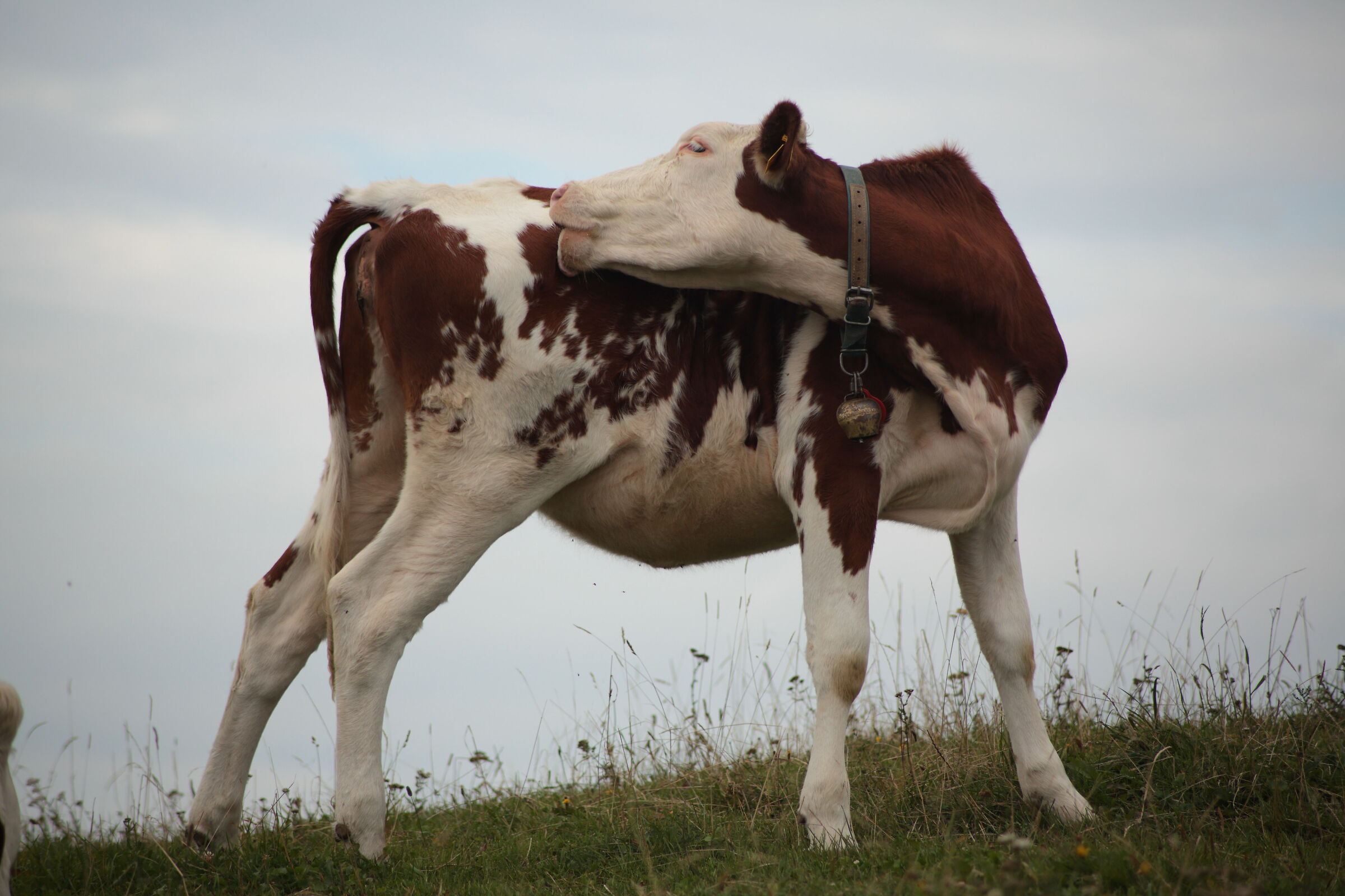 it itches right there!