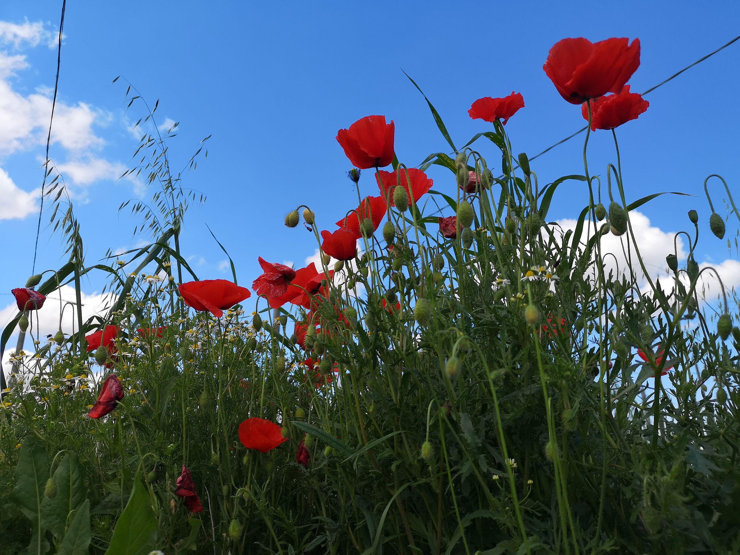 Do you know that poppies are high high