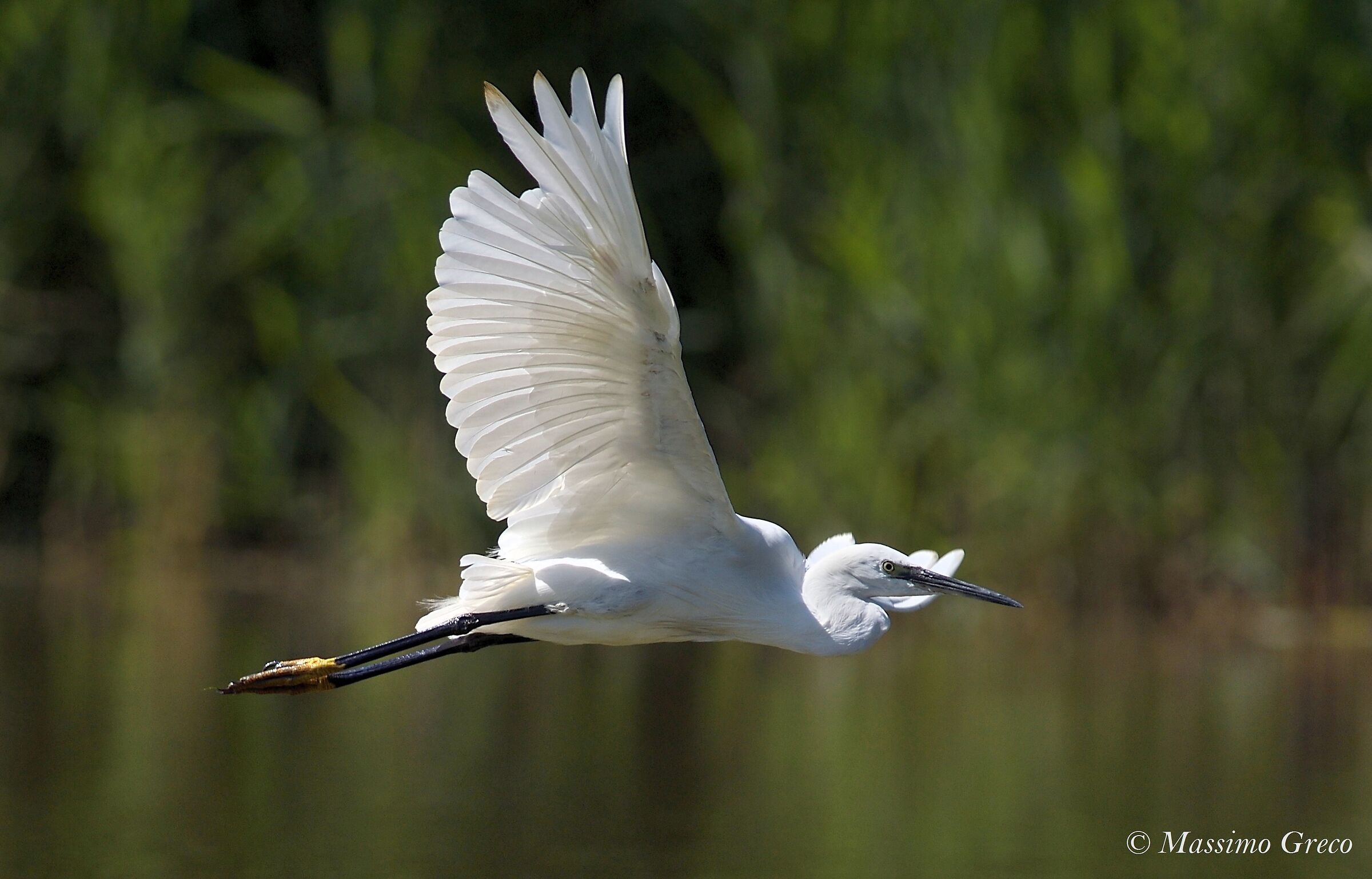 Garzetta egretta