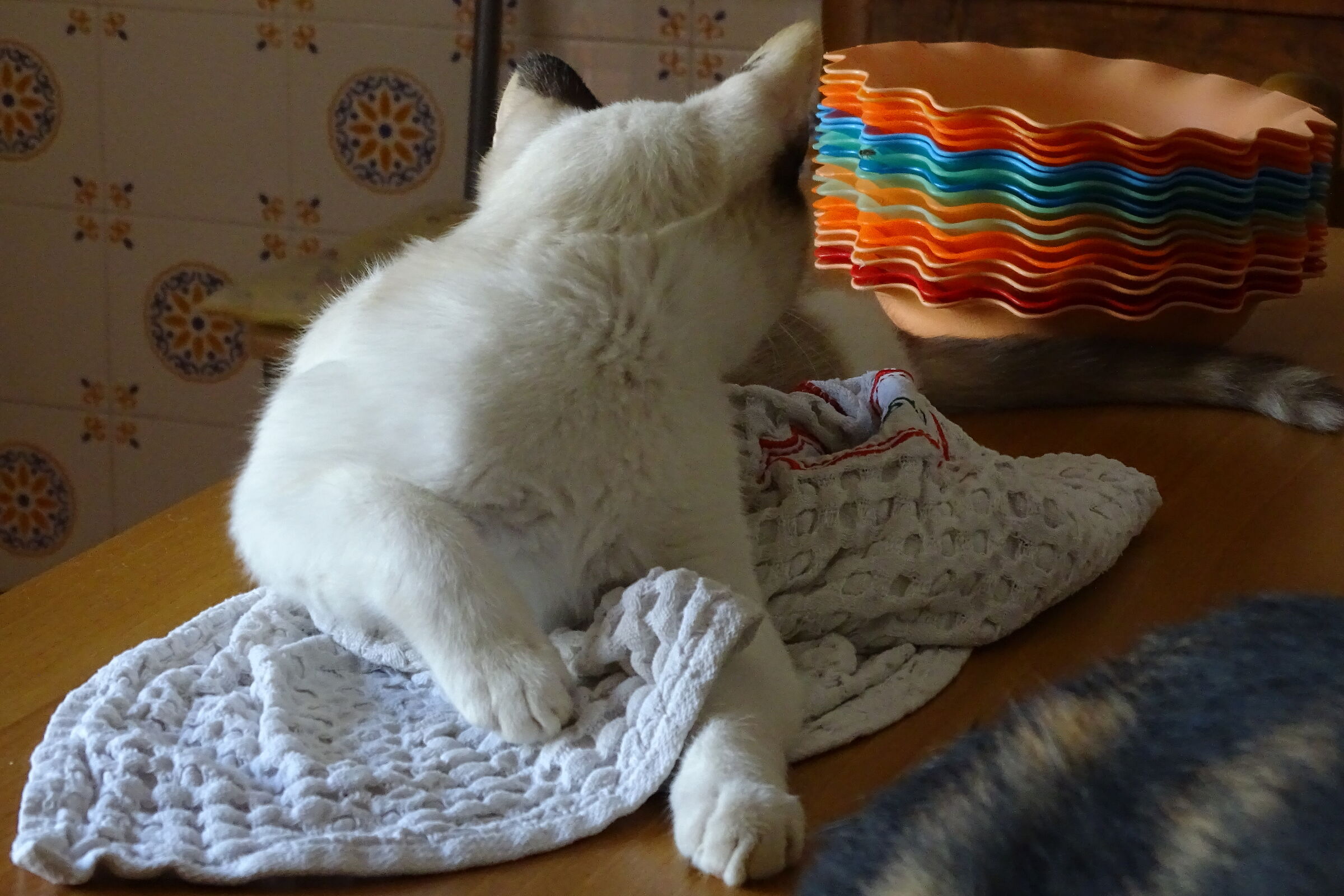 Lulù waits...