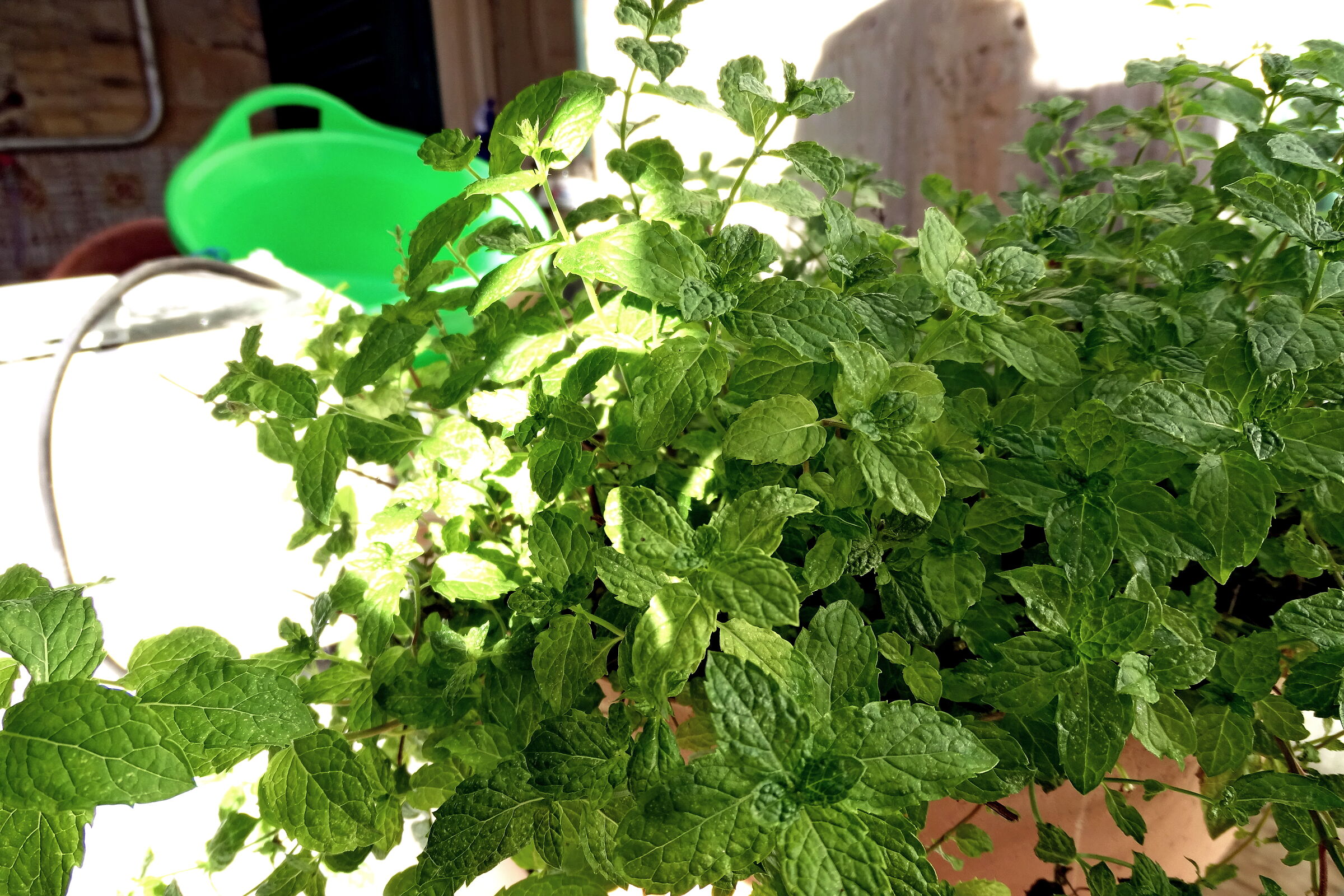 Mint scent