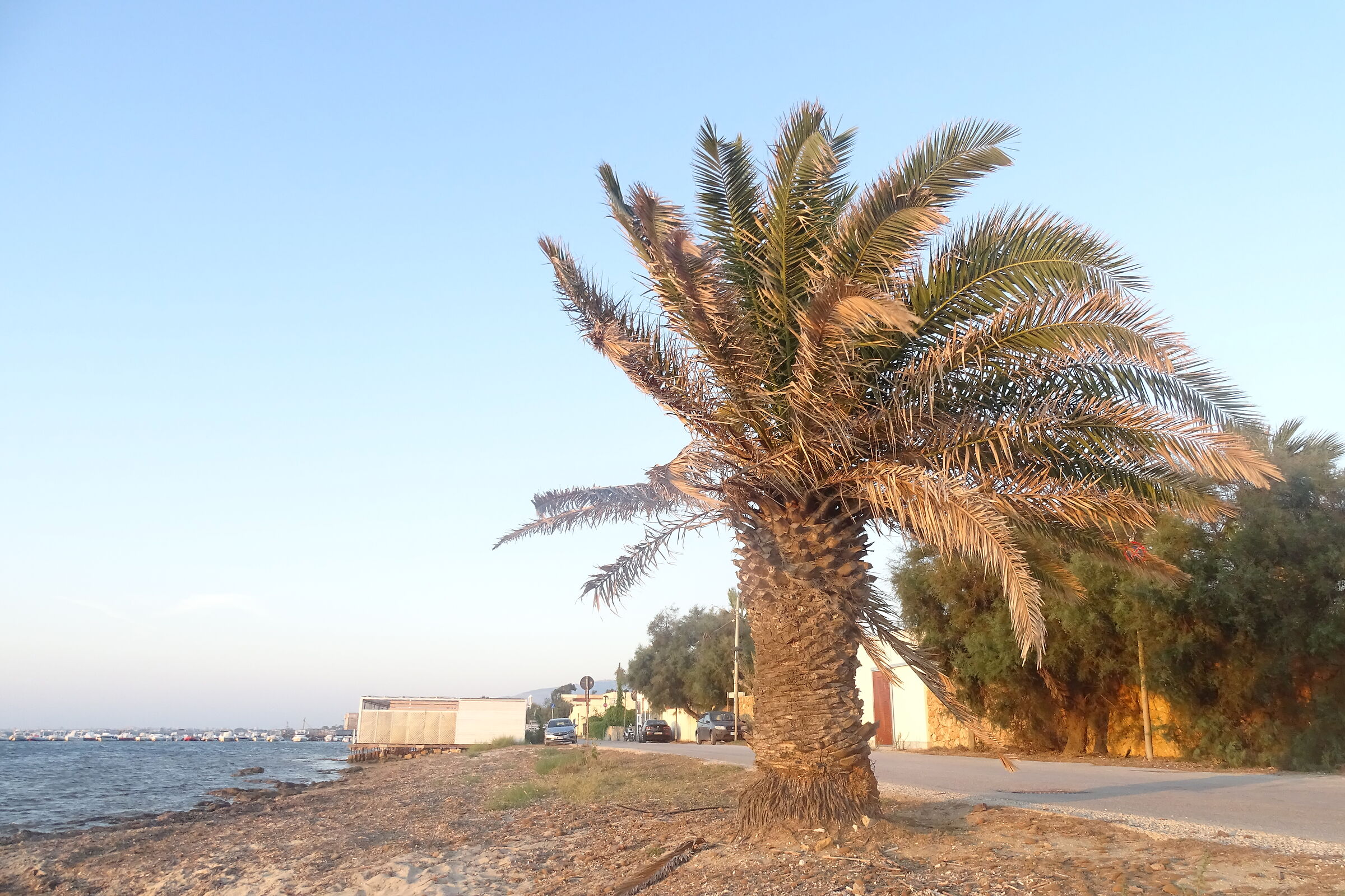 Palm by the sea