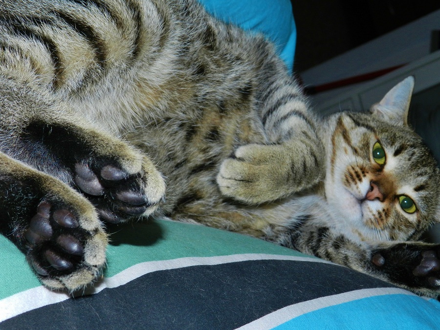 tomino... ultimo arrivato