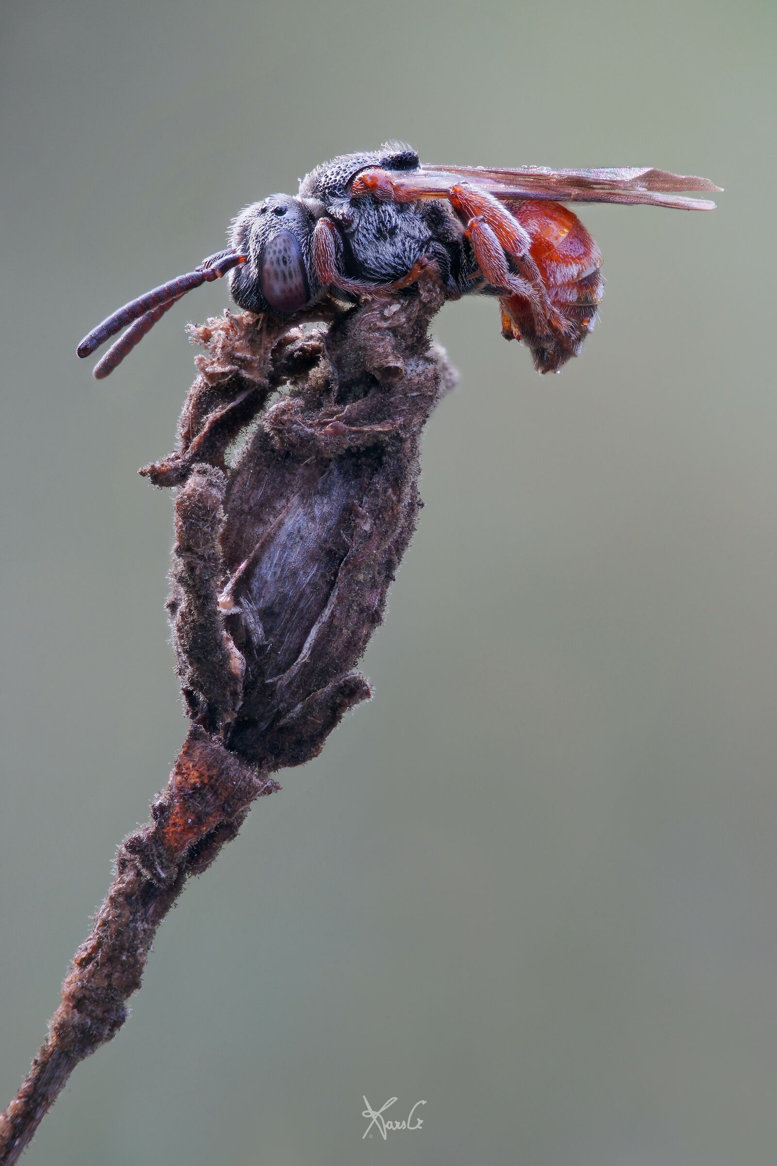 Nomada rossa