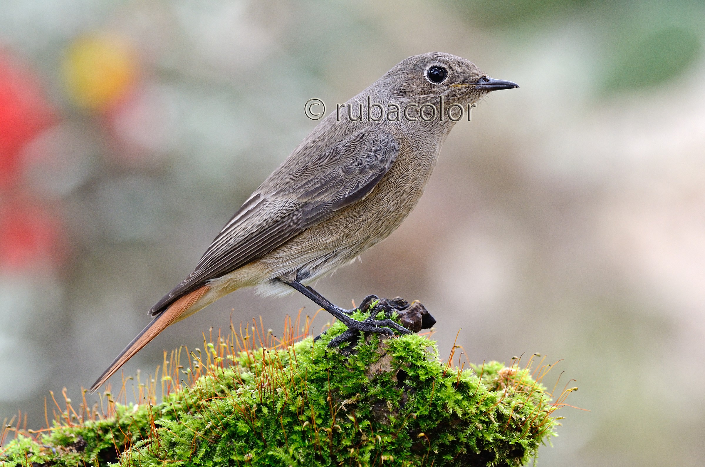 Alla ricerca della perfezione