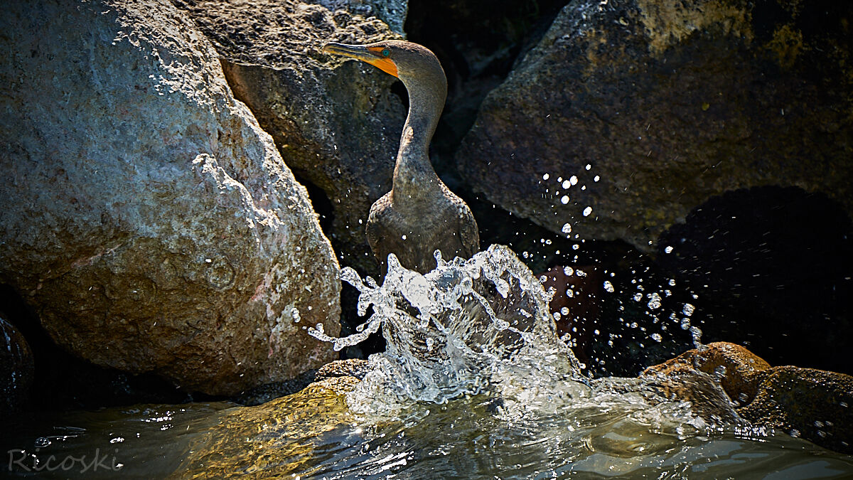 Una bella rinfrescata