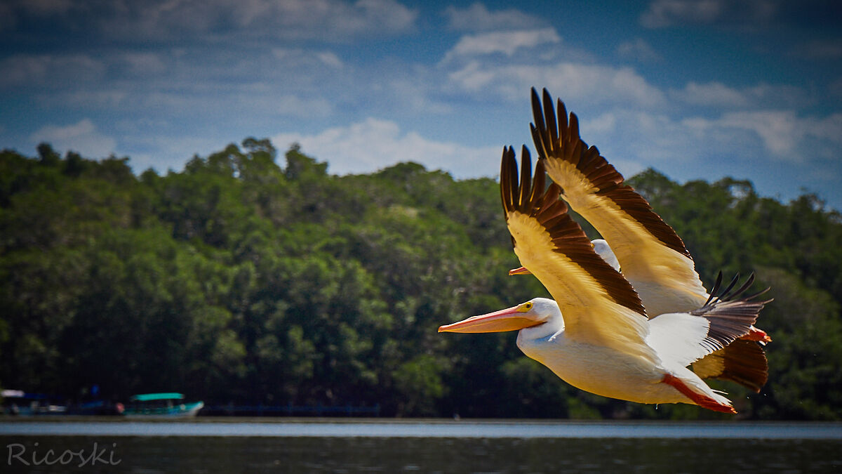Pellicani in formazione